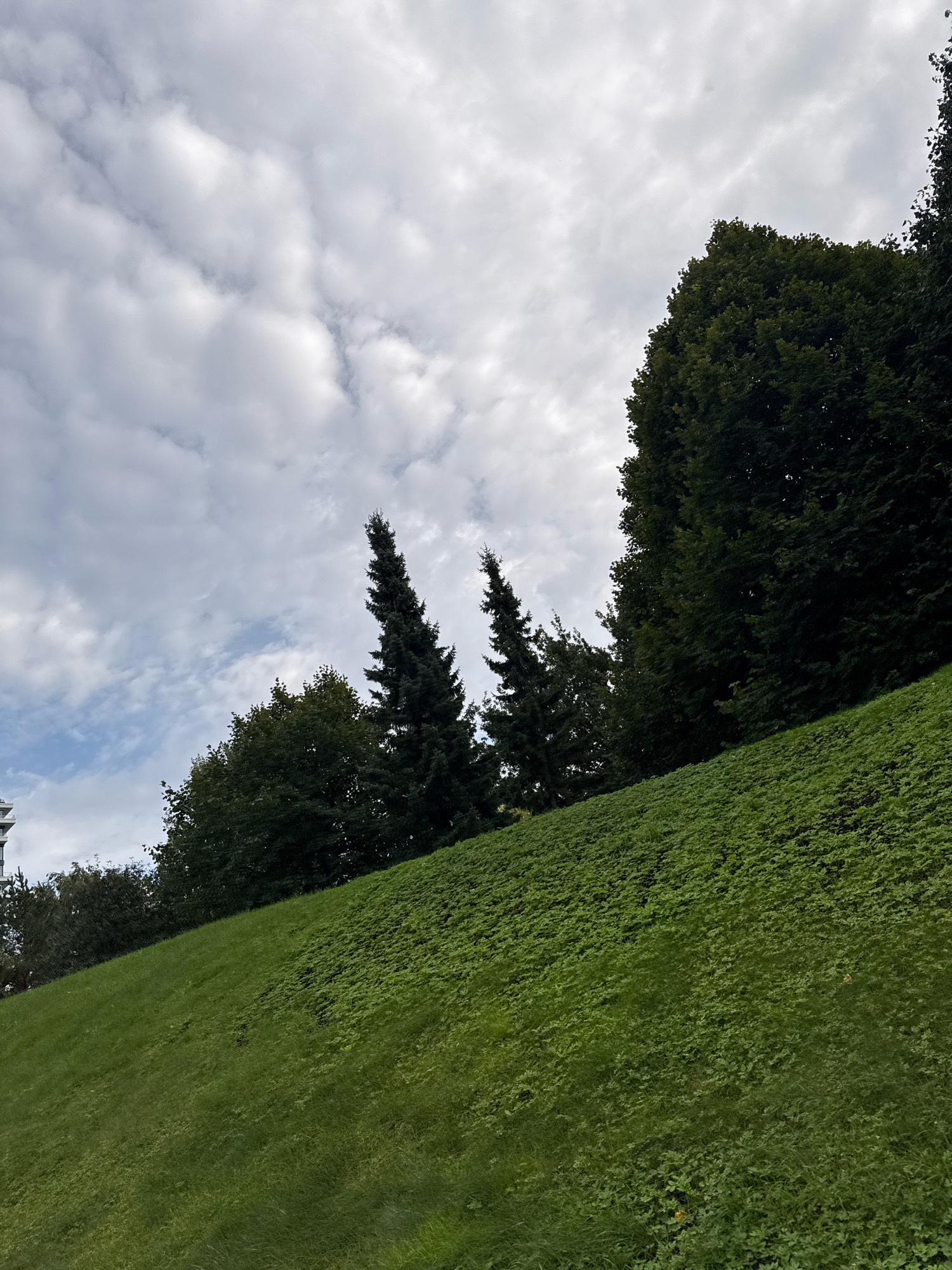 The image depicts a steeply sloped green lawn covered in lush vegetation, likely clover and grass, ascending towards a line of trees and a cloudy sky. Several tall, dark green coniferous trees are visible against the backdrop of a partially overcast sky with patches of blue peeking through. A large, dense deciduous tree dominates the right side of the frame, its dark foliage contrasting with the lighter green of the slope. The ground slopes upwards from the bottom right towards the top left of the image. The scene is devoid of any people or visible human activity. A hint of a modern building structure is visible on the far left edge of the image, suggesting an urban or park-like setting. The lighting suggests it is daytime, possibly late morning or afternoon, with diffused light due to the cloud cover. The overall impression is a natural landscape within a city. This scene appears to be located in the area of the Kadriorg Park in Tallinn, Estonia, given the presence of mature trees, manicured lawns, and proximity to urban structures.