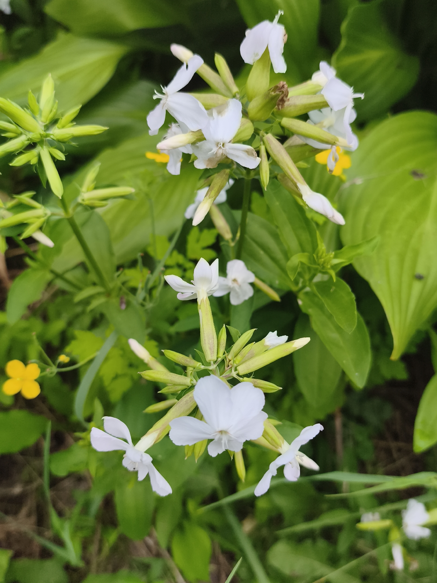 A close-up, vertical shot captures white flowers with green buds amidst lush green foliage. In the lower left corner, a small yellow flower is visible. The background consists of large green leaves and hints of brown earth and grass. The scene appears to be an outdoor natural setting.
