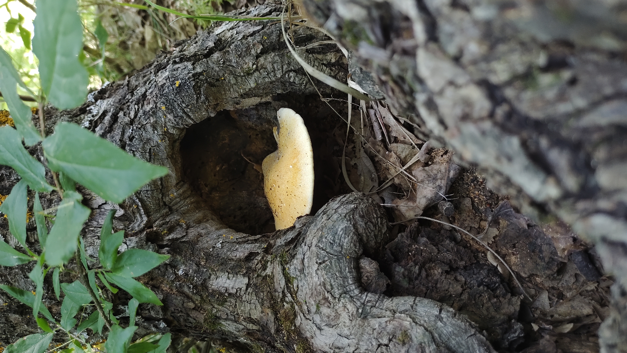 A pale, bulbous mushroom grows inside a hollowed-out tree trunk, bathed in a soft, natural light. The mushroom's surface is speckled with dark dots, and it has an irregular, somewhat curved shape, tapering to a rounded top. The tree trunk is rough and textured, with deep crevices and a dark, weathered bark. Green leaves sprout from the left side of the trunk, providing a contrast to the earthy tones of the wood and mushroom. The background is blurred, suggesting a natural, outdoor setting, possibly a forest or wooded area in Mikhaylovka, Russia. The lighting indicates it could be daytime, with the light filtering through the leaves and illuminating the mushroom within the dark cavity. There are also scattered dry leaves and twigs around the trunk, further reinforcing the natural environment. No people or text are visible in the image.
