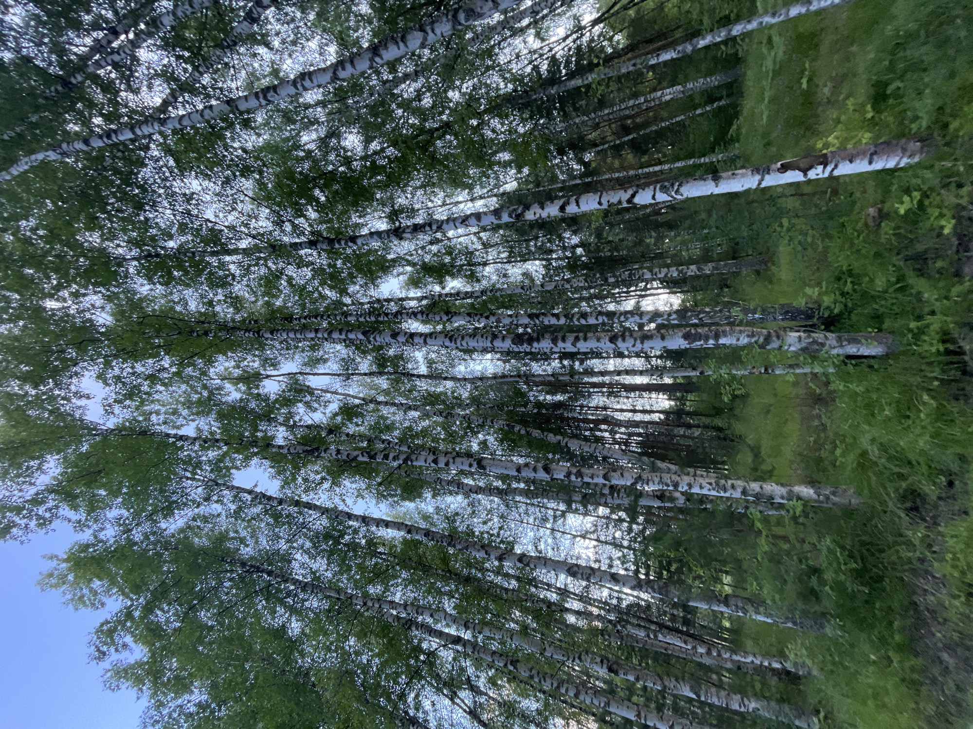 This media file depicts a dense forest scene dominated by numerous birch trees. The camera is positioned low, looking upwards through the canopy of leaves and branches. The birch trees are characterized by their distinctive white bark with dark, horizontal markings. Many of the trees are angled, suggesting they are growing on a slope or that the camera is tilted.
The foliage is a vibrant green, indicating it is likely spring or summer. The sky is visible in patches through the leaves, appearing bright and possibly overcast or hazy, suggesting it might be daytime. The overall impression is one of a natural, undeveloped woodland setting. There are no people or man-made objects visible in the frame, reinforcing the impression of a wild landscape. The lighting is diffused, without harsh shadows, which could indicate a cloudy day or the sun being high in the sky and filtered by the leaves. The scene conveys a sense of natural tranquility and the lushness of the forest.