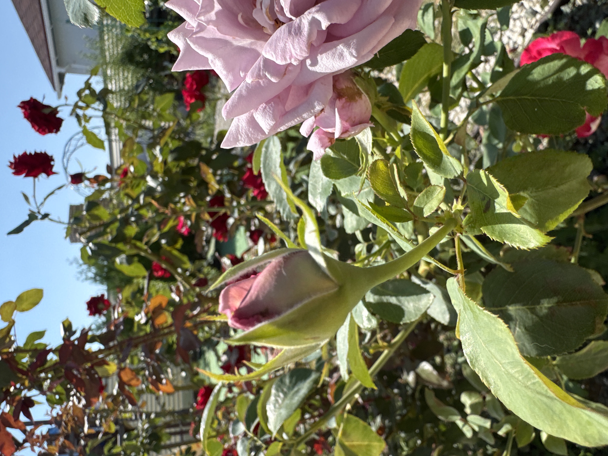 A close-up, eye-level, outdoor shot captures a pink rose bud in the foreground, its petals tightly furled. To its right, a partially bloomed pale pink rose is visible, its delicate petals catching the sunlight. The background is filled with lush green rose bushes, some bearing bright red blooms, interspersed with the shadows of leaves. In the distance, a white house with a brown roof and a fence can be seen under a clear blue sky. The image appears to be taken in a garden setting, possibly in the village of Uyutnoye, Ukraine.