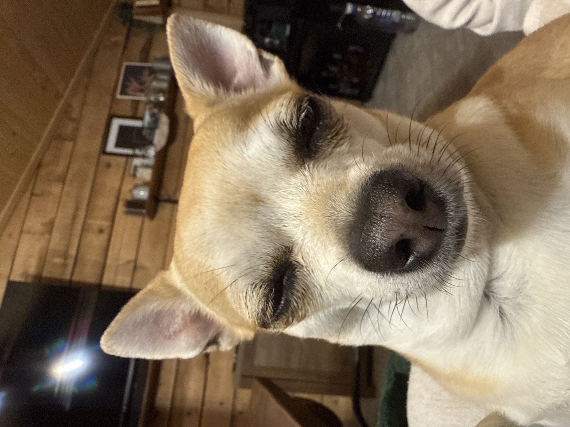 A small, light brown and white dog, possibly a Chihuahua, is depicted resting indoors, with its eyes closed. The dog's head is tilted, suggesting it is asleep or very relaxed, and its short fur and prominent whiskers are clearly visible. The immediate background consists of warm-toned wooden paneled walls, indicating a cozy, domestic setting. Out-of-focus shelves behind the dog display framed pictures and other decorative objects. To the left, a television screen can be seen, reflecting a bright light source. The ambient lighting suggests an evening or nighttime scene, contributing to the peaceful and comfortable atmosphere conveyed by the dog's posture. No text is visible in the image. The scene takes place in an indoor environment in Ralevo, Bulgaria.