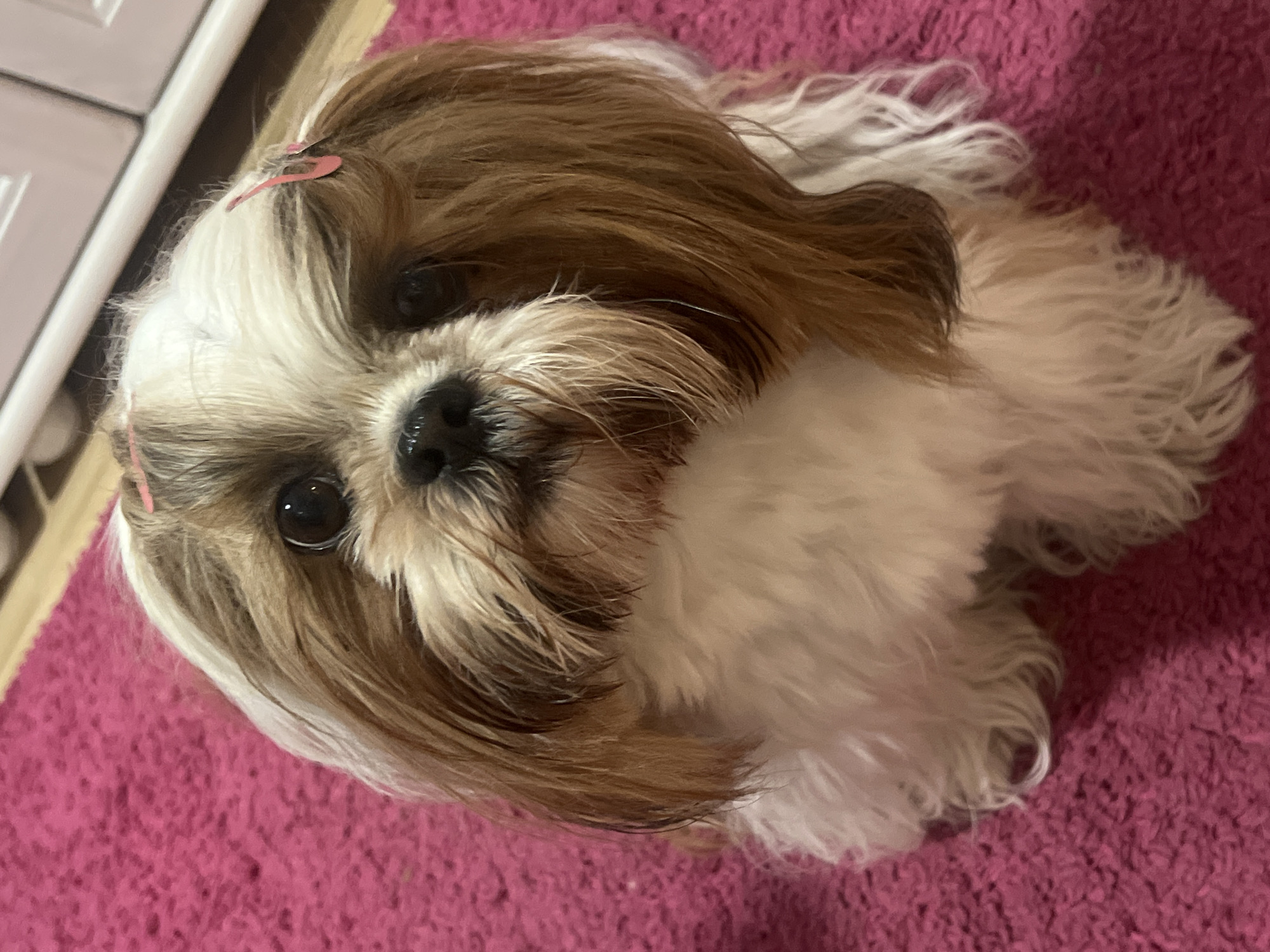 A Shih Tzu dog with white and brown fur sits on a pink carpet. The dog has dark eyes and a dark nose, and its fur is styled with two small pink barrettes. The background shows a wooden floor and the bottom of a white cabinet. The image was taken in Kleosin, Poland.