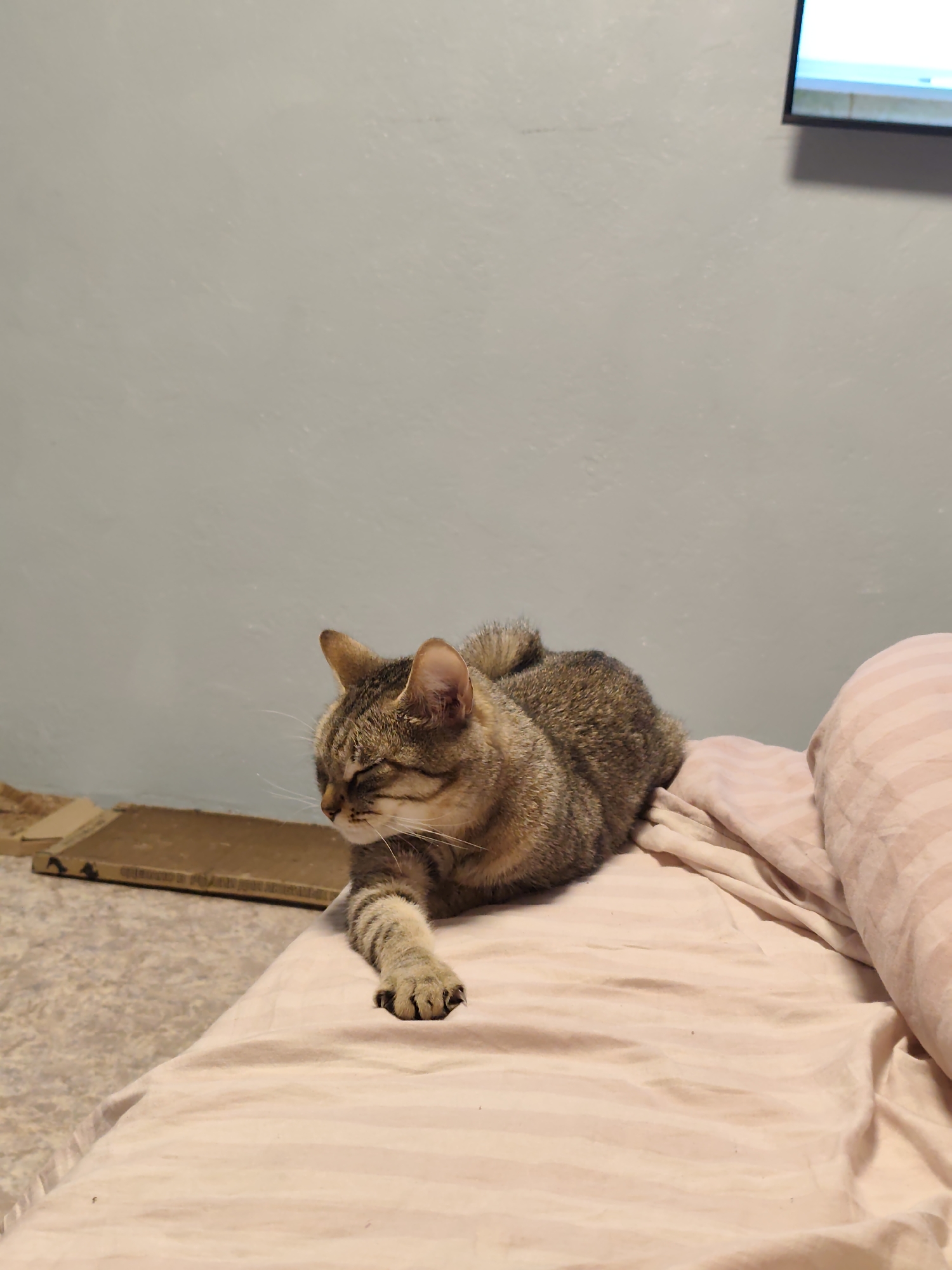 A tabby cat with closed eyes is resting on a pink striped blanket. The cat is positioned in the foreground, with its head slightly turned to the left and one paw extended forward. The background shows a light blue wall and a glimpse of a television screen in the upper right corner. To the left of the cat, there is a piece of cardboard on a speckled floor. The scene appears to be indoors, likely in a residential setting within the city of Chaikovsky, Russia.