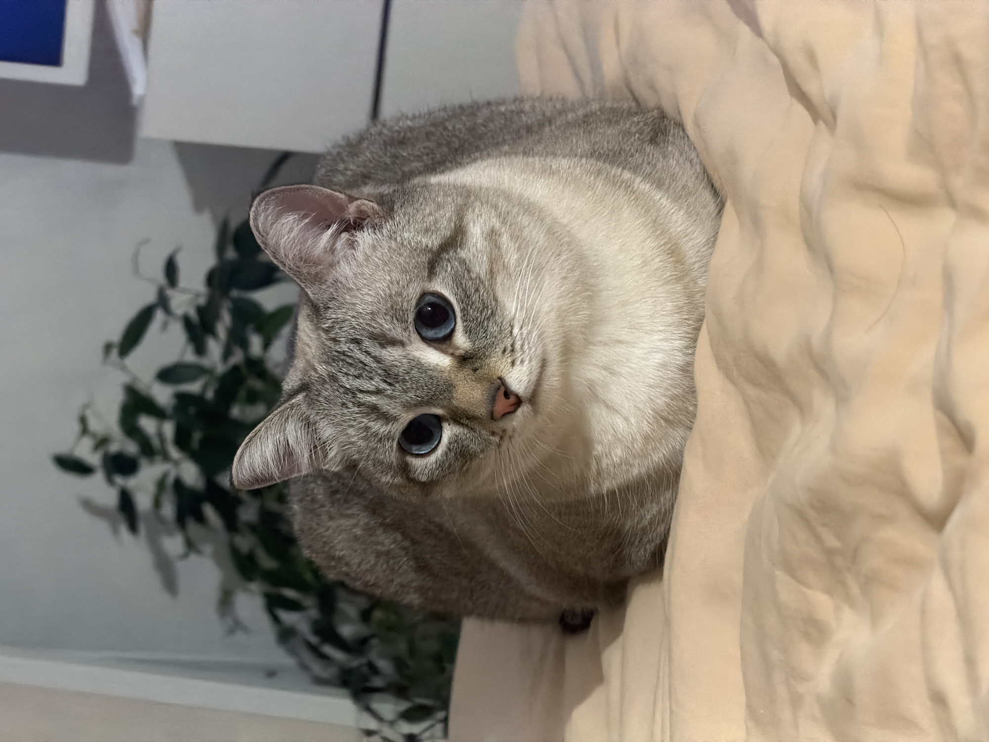 A gray and white cat with blue eyes is curled up on a beige blanket. The cat is looking up and slightly to the left. Behind the cat, there's a green leafy plant and a white wall or shelf. The location is not evident from the image.
