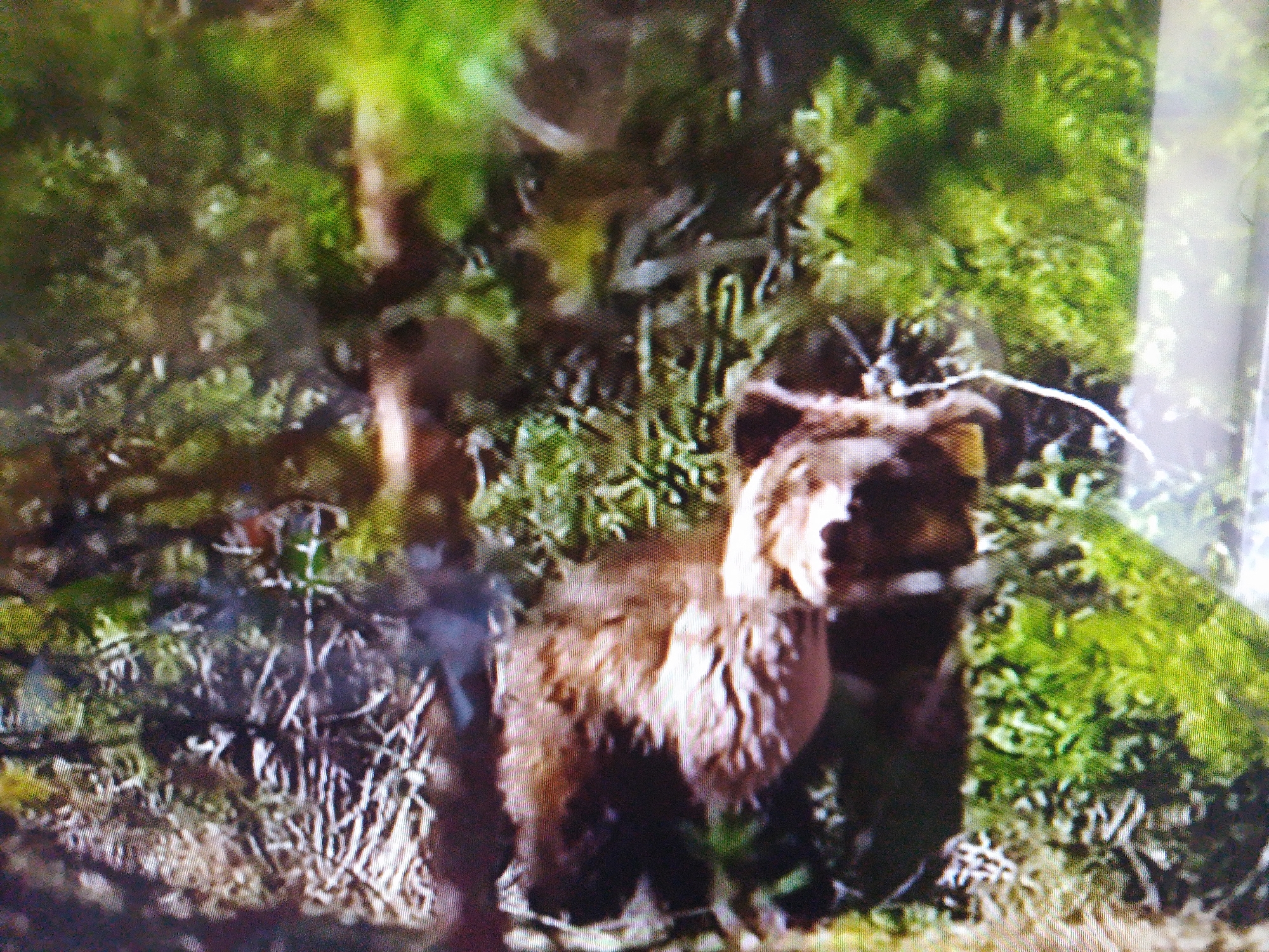 The image shows a brown bear standing in a wooded area. The bear is facing to the right and its fur appears to be somewhat disheveled. The background is a mix of green foliage and brown tree trunks, suggesting a natural, outdoor environment. There is no indication of any urban setting or specific location within Dushanbe, Tajikistan. The image is grainy and lacks sharp detail, making precise identification of flora or specific features difficult.