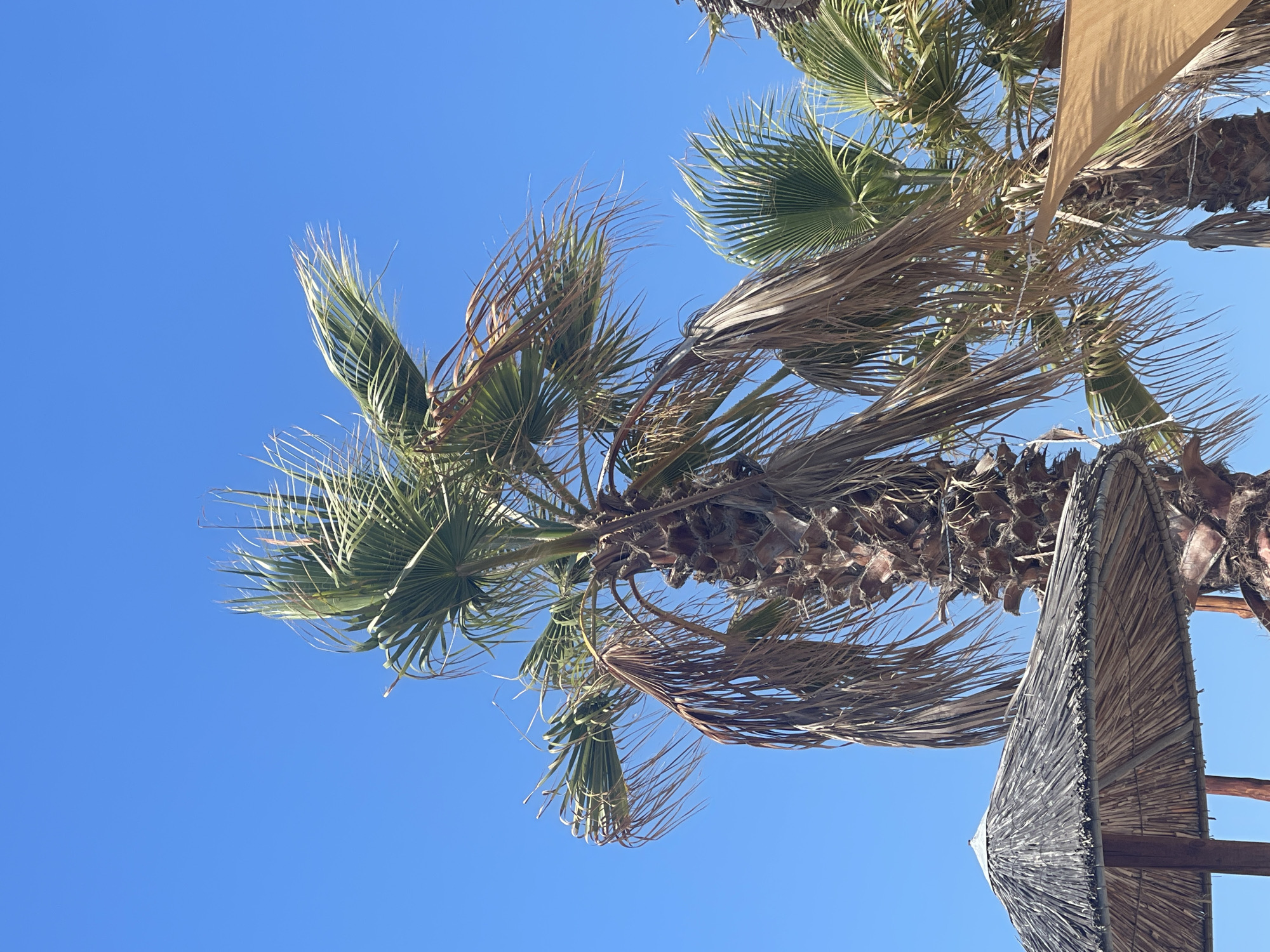 The image shows a close-up of palm trees against a clear blue sky in Keramoti, Greece. A thatched umbrella is visible in the foreground on the left, with its woven top and wooden supports. The trunk of a palm tree is dominant in the center, with dry, brown fronds hanging down. Other palm trees with green fronds are partially visible behind it, as well as a beige fabric awning. The scene appears to be at a beach or resort area.