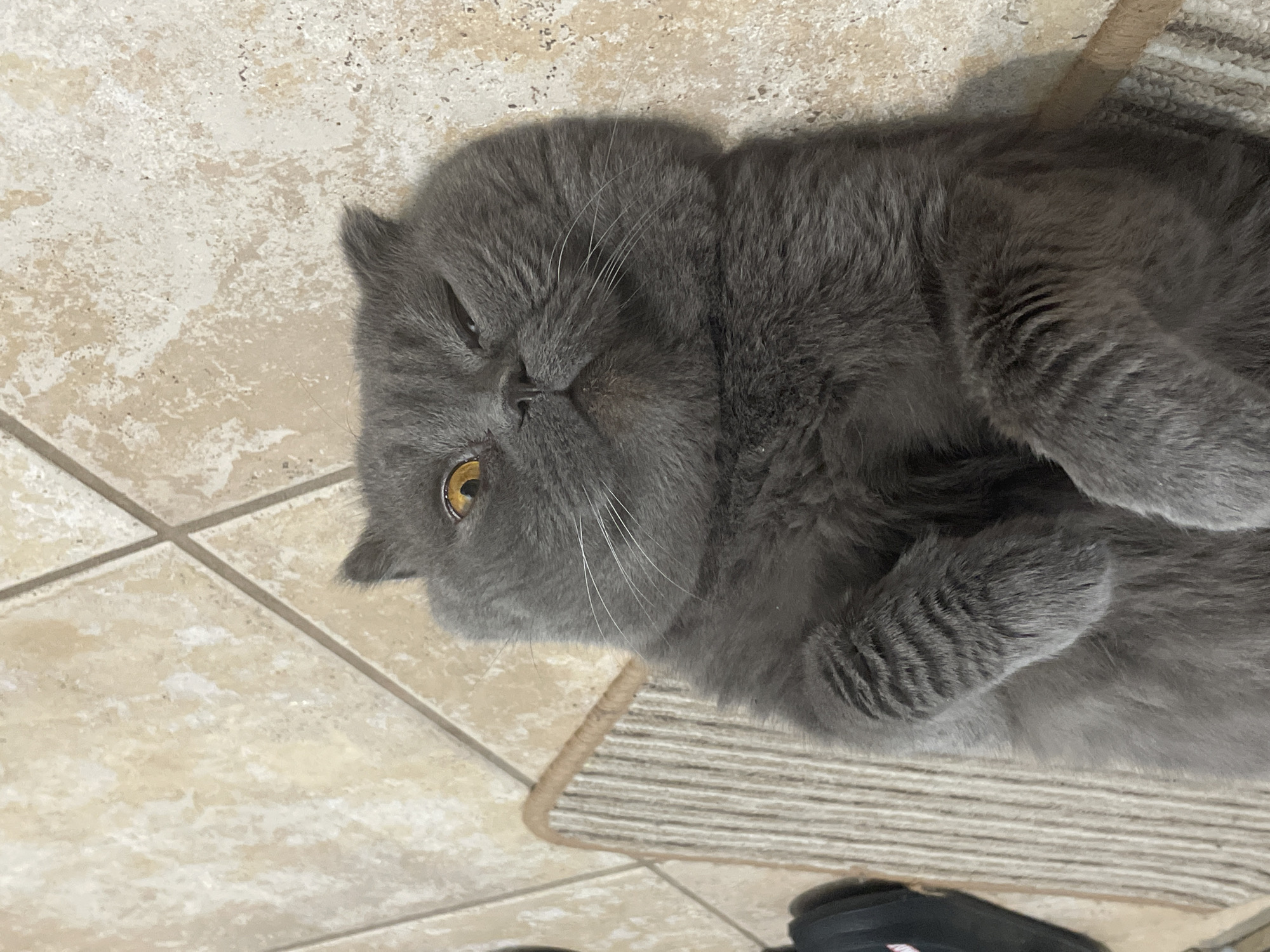 A gray cat with yellow eyes is lying on a beige tile floor and a striped mat. The cat is in an unknown location.