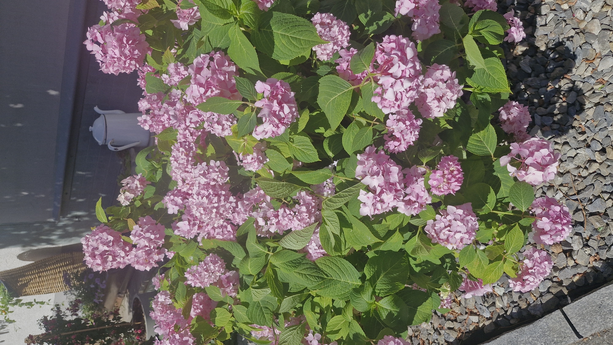A full shot captures a cluster of pink hydrangeas in bloom, their florets forming rounded clusters against a backdrop of lush green foliage. The flowers are densely packed, with some appearing slightly wilted, hinting at the late summer season. In the background, a white enamel teapot sits on a ledge, its spout and handle clearly visible. To the left, a woven basket stands upright, its texture contrasting with the smooth surfaces of the teapot and the delicate petals of the hydrangeas. The ground beneath the hydrangeas is covered in small, grey stones, providing a naturalistic base for the plant. The scene is bathed in sunlight, casting dappled shadows from unseen leaves onto the wall behind the teapot. The environment suggests an outdoor setting, possibly a garden or a patio area, with elements of domesticity and nature coexisting. The overall impression is one of peaceful abundance, characteristic of a well-tended garden. The location is Wattenwil, Switzerland, a town known for its scenic beauty and rural charm, which this image seems to reflect.