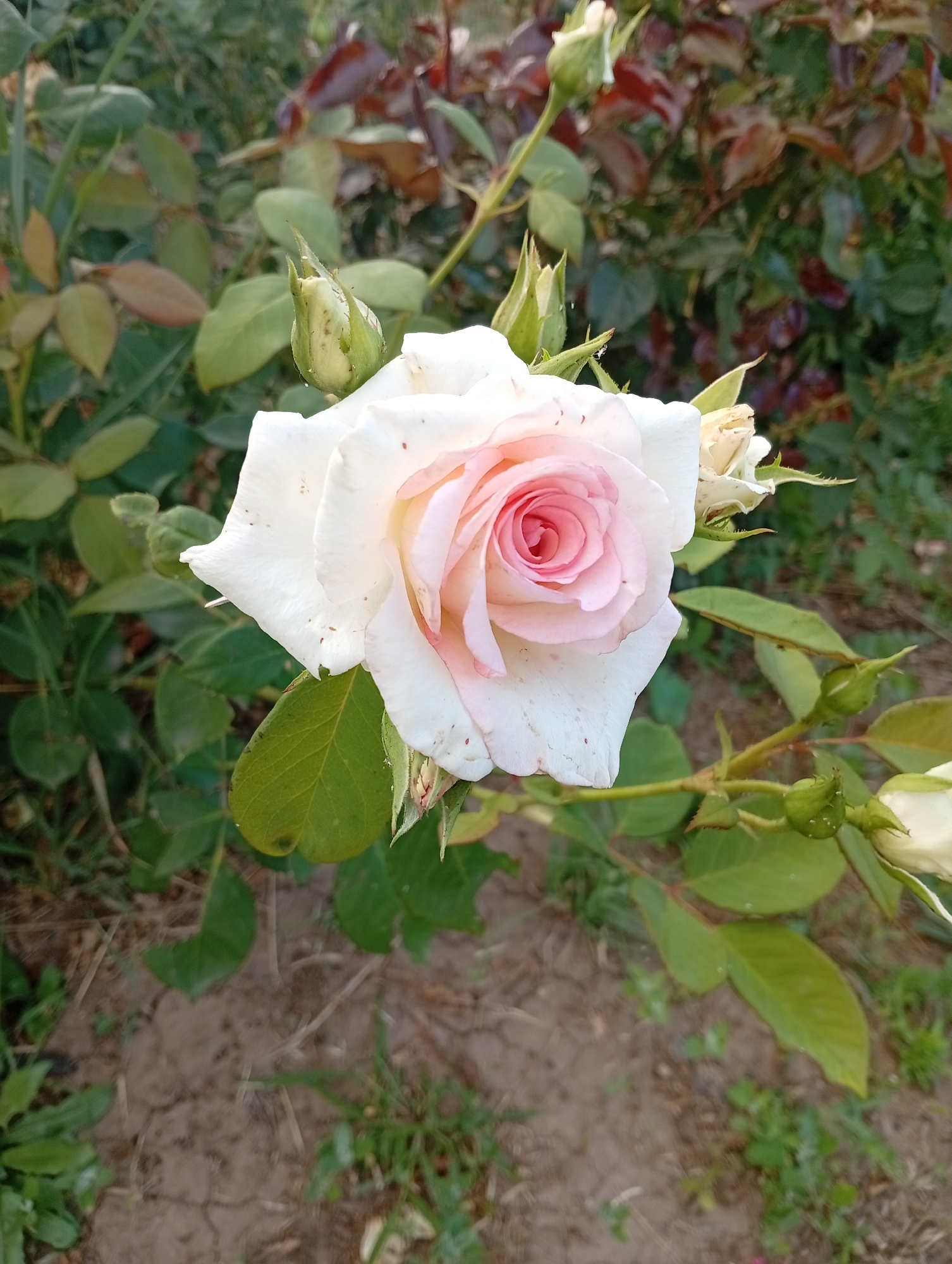A close-up, eye-level, vertical shot focuses on a single, partially opened white rose with delicate pink tinges in its center. The rose is positioned in the foreground, slightly to the right of center, with its petals gracefully unfurling. Several unopened rose buds, a lighter shade of green and white, are visible on the stem around the main bloom, along with green rose leaves. The background is softly blurred, revealing more rose bushes with darker red and green foliage, suggesting a garden setting. The ground in the lower portion of the image appears to be dry soil with sparse green vegetation. No people are present in the image, and no specific landmarks of Mykolaiv, Ukraine, are discernible.