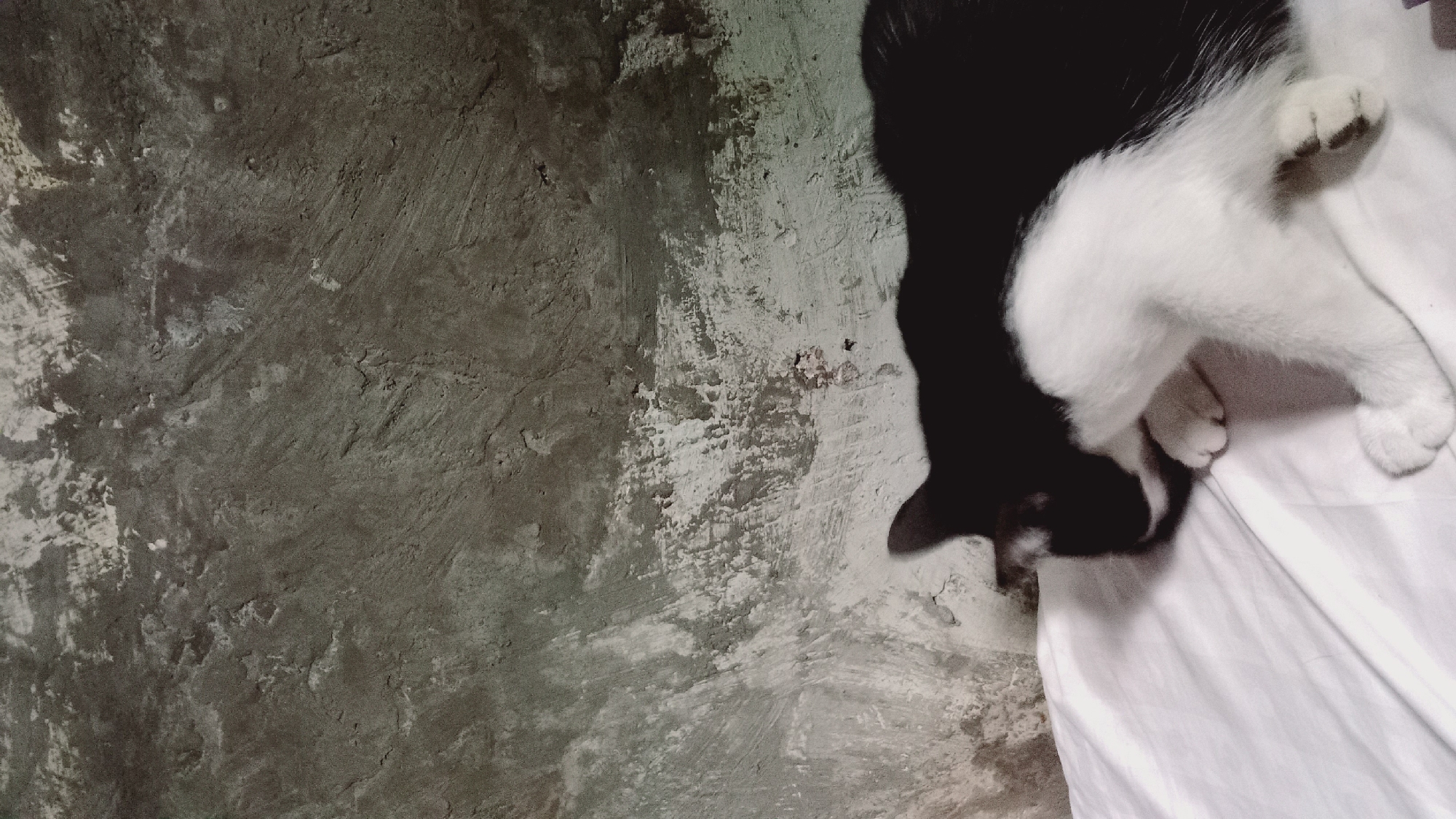 A black and white cat is lying on a white surface in front of a textured, grey wall. The cat's head is down, facing its paws, which are tucked underneath its body. The wall has a rough, uneven surface with patches of lighter color, possibly white paint or plaster. The lighting casts a shadow of the cat onto the white surface.