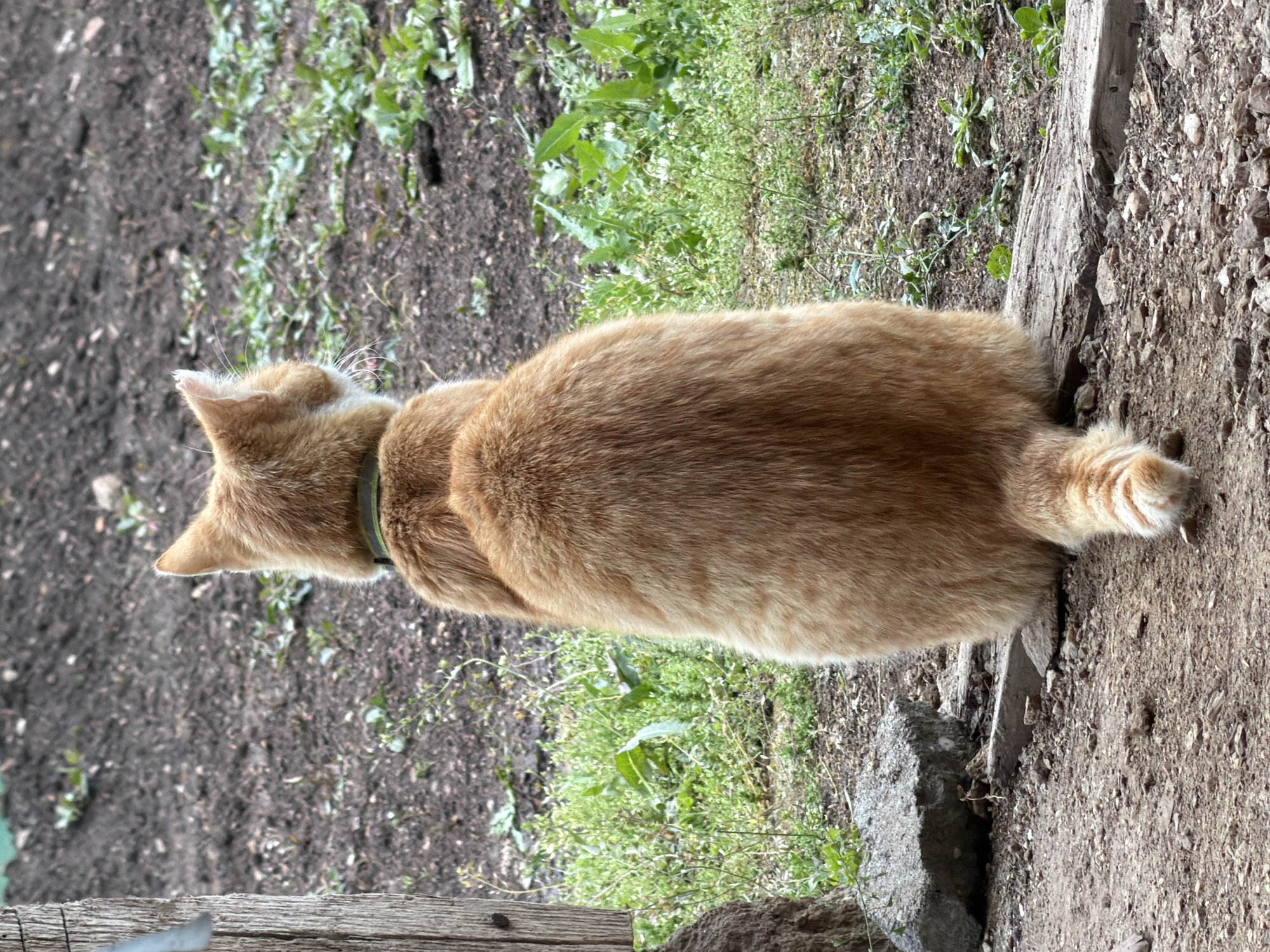 The image, taken from a slightly elevated perspective, shows an orange (ginger) cat from behind, looking forward and away from the viewer. The cat has a fluffy tail with lighter rings at the end and is wearing a thin, dark green collar.
The setting is outdoors, featuring a mixed terrain. To the left side of the frame, the ground is dark, disturbed soil, possibly a garden bed, with sparse green sprouts. To the right, the ground transitions to a lighter, gravelly surface interspersed with small stones and larger, irregular rocks or concrete blocks. A weathered wooden beam or plank runs along this gravelly area. Patches of vibrant green weeds and grass grow between the different ground textures, particularly in the middle ground.
The lighting indicates daylight, likely an overcast day given the soft, even illumination and absence of strong shadows. The cat appears to be observing its surroundings or simply resting. The scene suggests a rustic, natural environment, possibly a garden or yard in a rural area. No visible text is present.