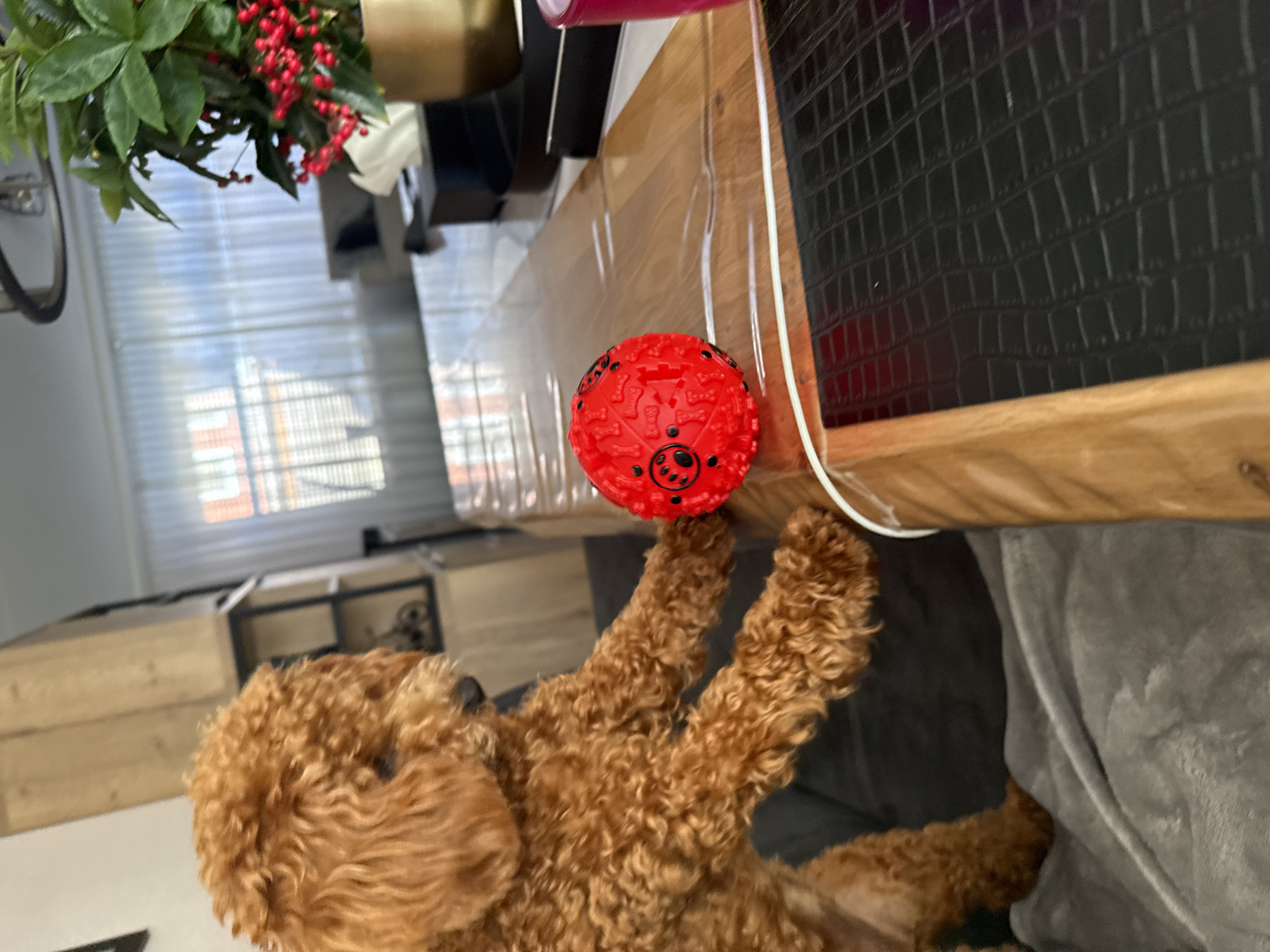 A light brown, curly-haired poodle is positioned on the left side of the frame, appearing to be on a gray blanket or couch. The dog is facing to the right, its head turned down, and its front paws are extended towards a red, textured ball with black paw prints and circular patterns on it. The ball is situated on a wooden table surface, which is covered with a clear plastic sheet. The table is seen from a slightly elevated perspective, with a dark, textured surface visible in the lower right portion of the frame. In the background, there is a window with sheer curtains, through which sunlight is filtering, and glimpses of buildings can be seen outside. A plant with red berries and green leaves in a golden pot is also present on the table, along with a tissue box and a black object. The scene appears to be indoors, in a domestic setting. There is no indication of the city of Marum, Netherlands.