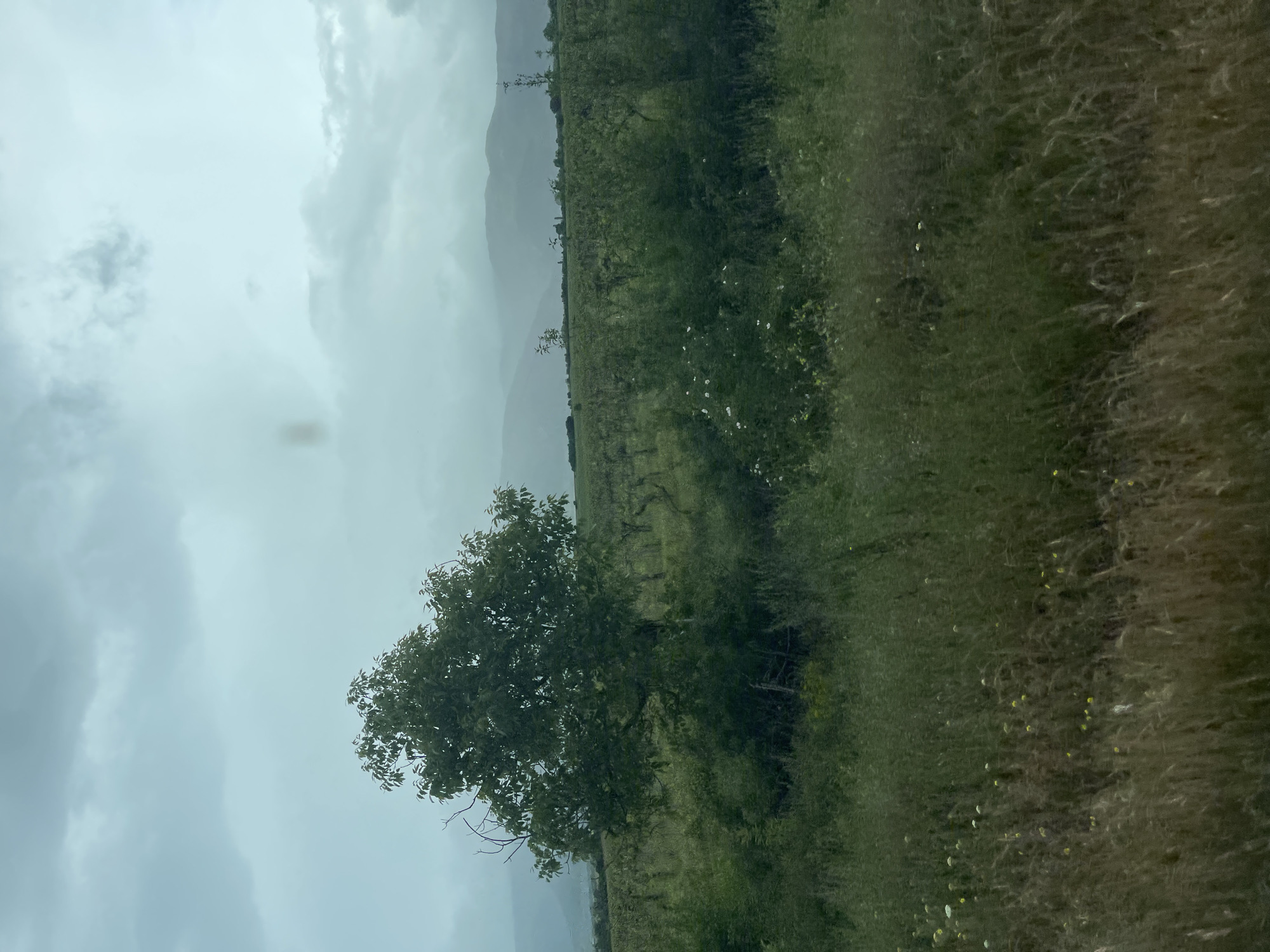 A landscape photograph taken near Konare, Bulgaria, shows a field of green vegetation with some yellow wildflowers, next to a line of trees. A solitary tree with green leaves is in the foreground on the left. In the distance, hazy mountain peaks can be seen under a cloudy, overcast sky.