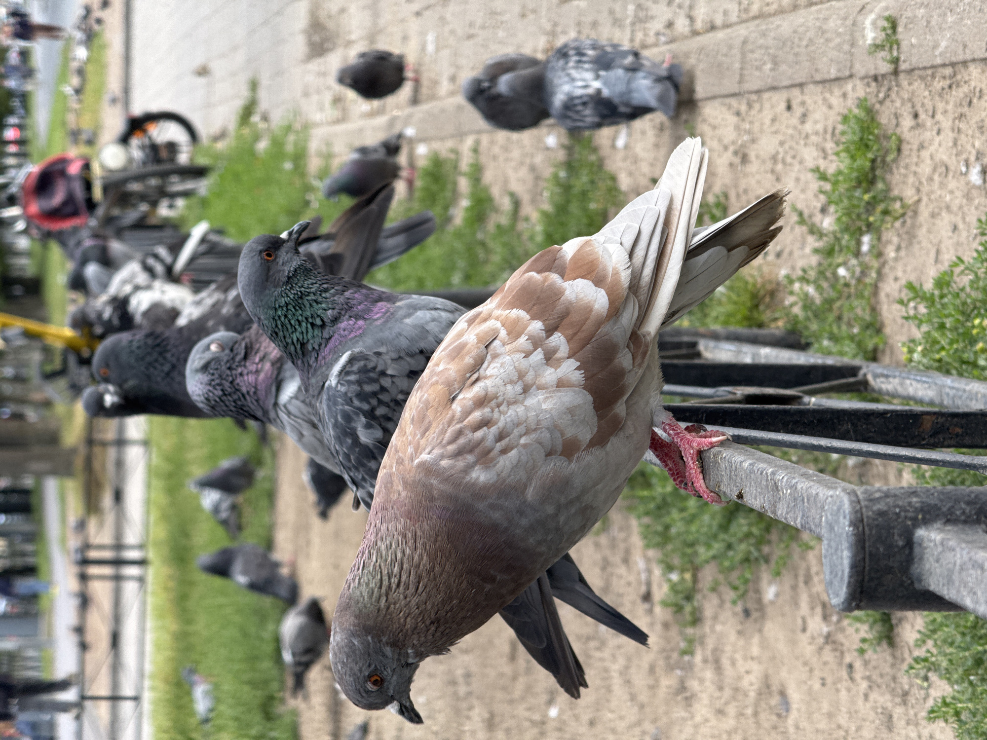 A flock of pigeons is gathered on a black metal railing in front of a paved walkway and a grassy area. The pigeon in the foreground on the left has light brown and white feathers and is perched on the railing with its pink feet. Behind it, another pigeon with dark grey and iridescent purple feathers is also on the railing. In the background, several other pigeons are scattered on the ground, with some walking or standing. The environment appears to be an outdoor public space, possibly a park or street in Vsevolozhsk, Russia, with trees and some blurred figures of people in the distance. A bicycle with a red bag is visible in the mid-background. The overall impression is a typical urban scene with pigeons congregating.