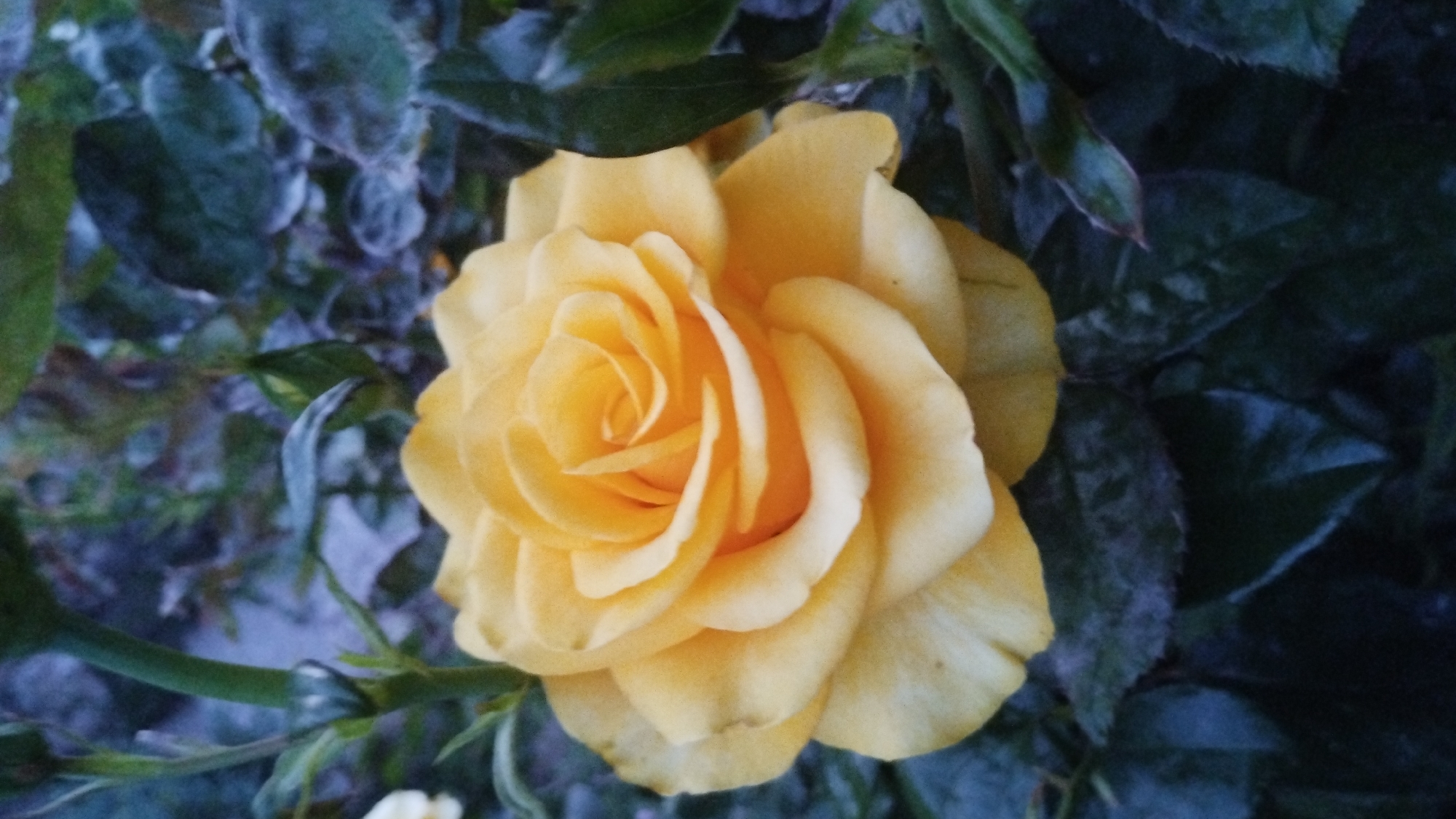 A close-up, top-down shot focuses on a vibrant yellow rose bloom against a backdrop of dark green leaves. The rose is fully open, with its petals unfurling in a spiral pattern. The leaves are deep green and slightly blurred, suggesting they are further from the camera. The lighting appears to be natural, casting soft shadows on the rose petals. The image does not depict any urban elements or suggest a specific location within Shaian, Ukraine, beyond the general context of a garden or outdoor setting where roses might grow.