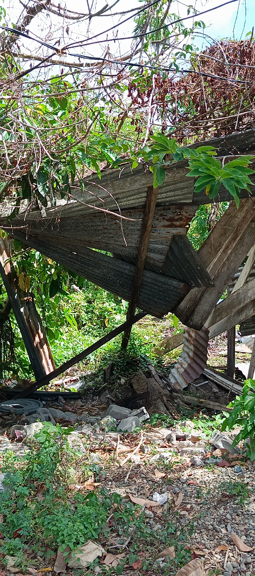 The image depicts the aftermath of a damaged structure, possibly a shed or a simple dwelling, in Pashiebeutong, Indonesia. The roof, made of corrugated metal and supported by wooden beams, has collapsed, with sheets of metal bent and broken. Vegetation, including vines and leafy plants, is encroaching on and around the ruined structure, suggesting a period of disuse or neglect. Debris, including fragments of concrete, wood, and what appears to be a rolled-up gray object, litters the ground beneath the wreckage. The surrounding environment is lush and green, indicating a tropical or subtropical setting. The scene is illuminated by natural daylight, with shadows cast by the damaged roof and surrounding foliage. There are no people or animals visible in the image. The overall impression is one of decay and nature reclaiming a man-made structure.