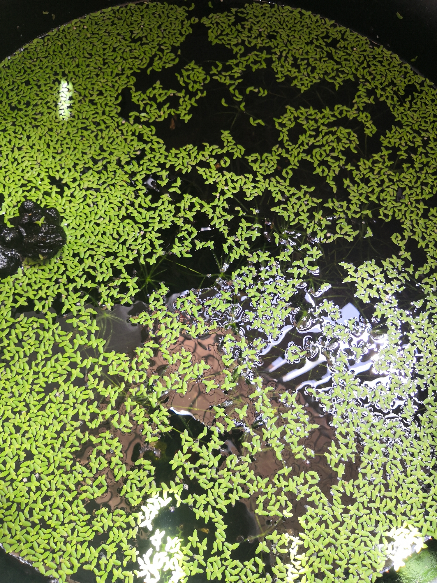 This is a top-down, close-up, eye-level shot of a dark, round container filled with murky water and covered densely with small, bright green duckweed. The duckweed is the primary subject, forming a thick, textured layer across the surface of the water. In the upper left quadrant, there is a cluster of dark, rough-textured material, possibly debris or a submerged object. Below this, and scattered throughout, are faint reflections of light on the water's surface, creating bright white, irregular patches. The overall impression is of a natural or semi-natural aquatic environment. This image was taken at an undisclosed location in Bac Nha Trang Ward, Vietnam.