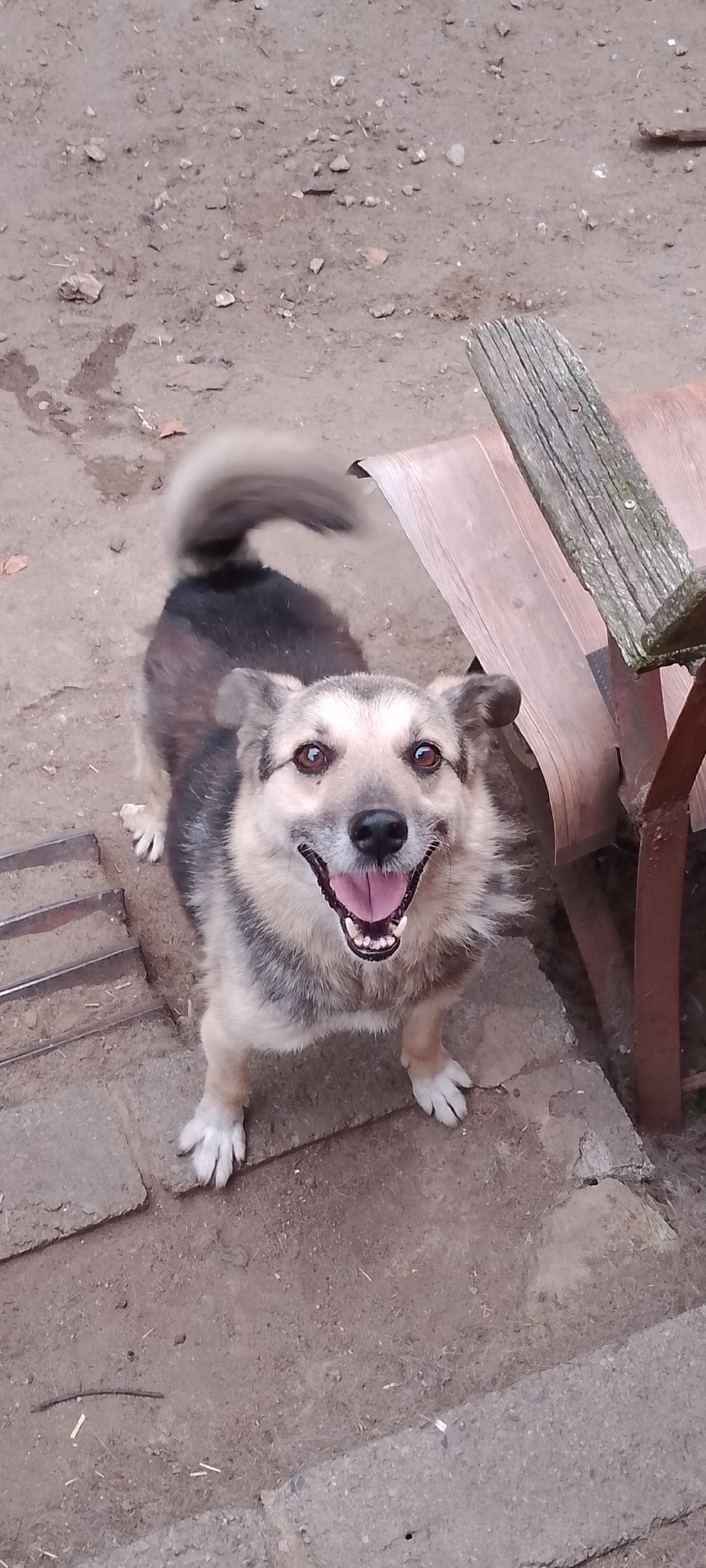 A medium-sized dog with tan and dark fur, its mouth open in a wide smile, is looking directly up at the camera. Its tail is curled over its back. The dog is standing on a paved area that appears to be in an outdoor, possibly rural, setting with dirt and gravel surrounding it. To the right of the dog, there is a weathered wooden bench with a rusty metal frame. The scene is overcast, suggesting it might be a cloudy day. This image was taken in Belgorod, Russia.