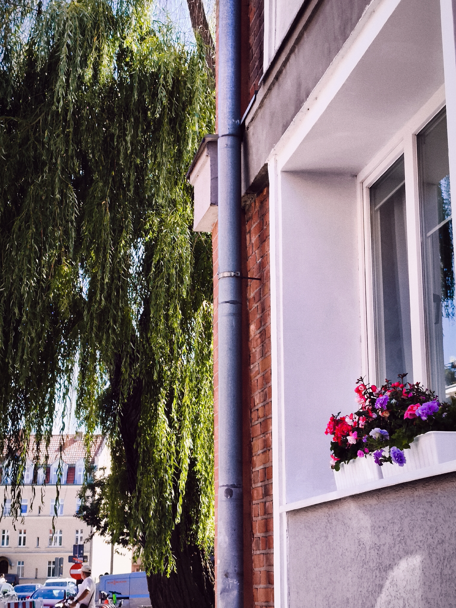 This is a medium shot, low-angle, outdoor photograph of a building's exterior in Gdańsk, Poland, focusing on a window with a flower box. On the left side of the image, a large weeping willow tree with dense green foliage dominates the frame, its branches hanging low. To the right of the tree, a grey drainpipe runs vertically down the side of the building. The building itself has a brick facade visible beneath the drainpipe, and a portion of a white-painted wall is seen to the right. The window, framed in white, has a light purple-grey surface below it. A white rectangular flower box sits on the windowsill, filled with a vibrant arrangement of red, pink, and purple flowers.
In the background, a street scene is partially visible. Several cars, including a white van, are parked or driving. Across the street, there is a building with multiple windows and red-tiled roofs, typical of Gdańsk's architecture. A person wearing a white shirt and a white hat is seen standing near a scooter, facing away from the camera. The overall impression is of a sunny day in a European city, with a blend of nature and urban elements.