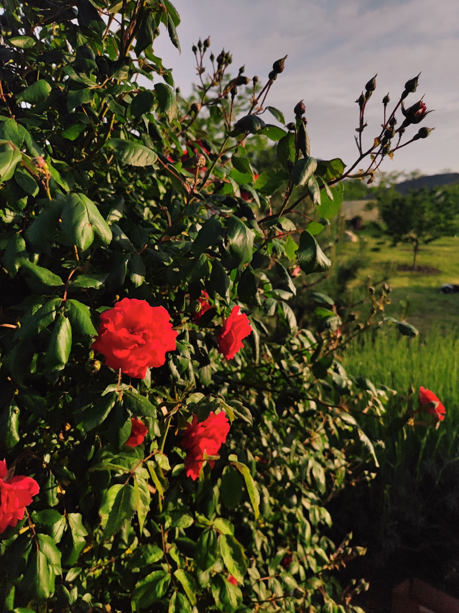 The image depicts a rose bush with bright red roses in full bloom. Some buds are present as well. The bush is located in an outdoor setting, possibly a garden or yard, as indicated by the green grass and trees visible in the background. The lighting suggests it is either early morning or late afternoon. The location is Sennoy, Russia.