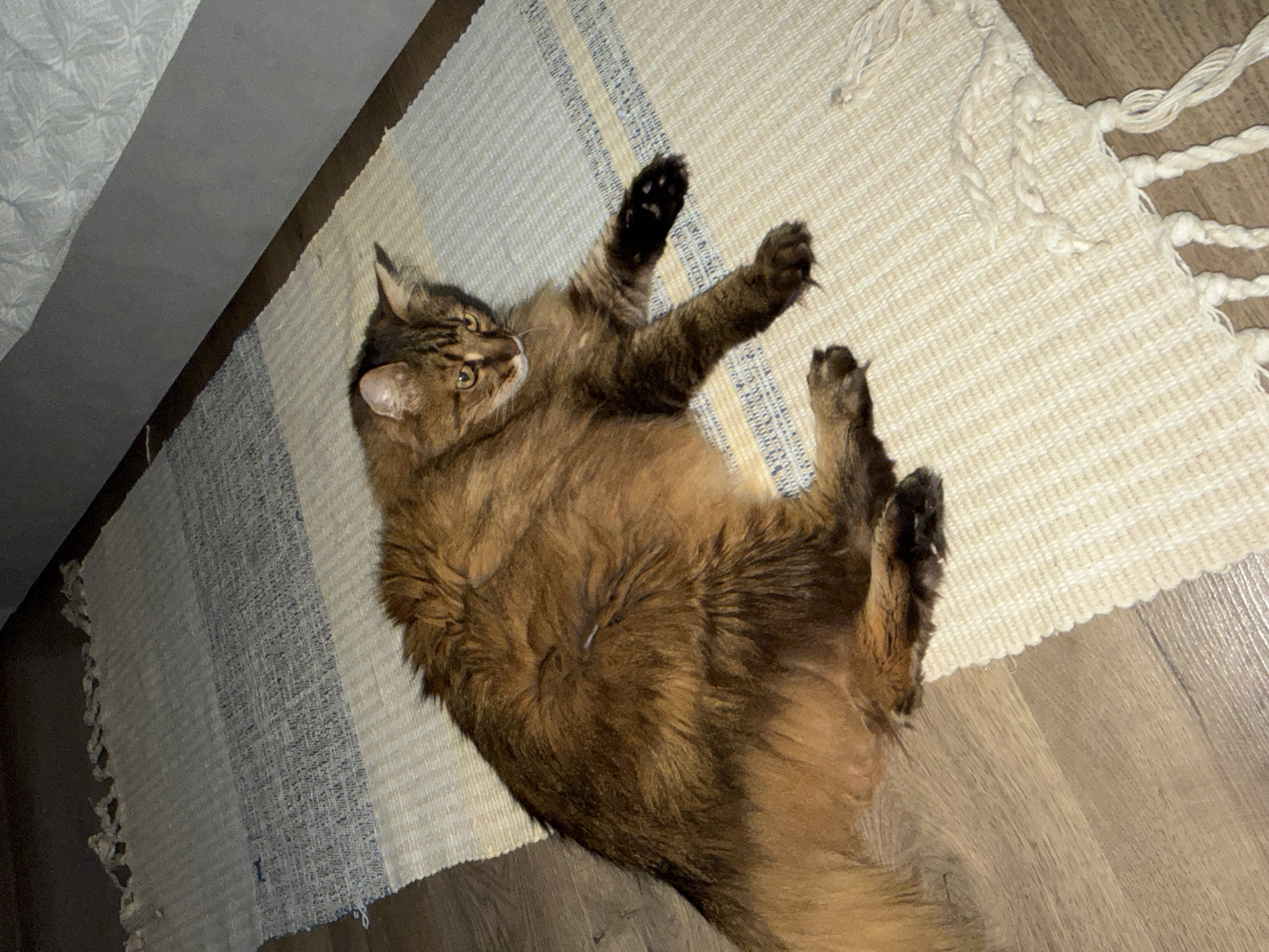 A long-haired, brown tabby cat is lying on a striped rug. The rug has bands of beige, light blue, and a darker blue-grey stripe. The cat is on its side, with its head turned to the right, looking towards the bottom right of the frame. Its paws are splayed out. The background shows a dark wooden floor and a grey wall. There is no information in the image to determine the location within the city of Kyiv, Ukraine.