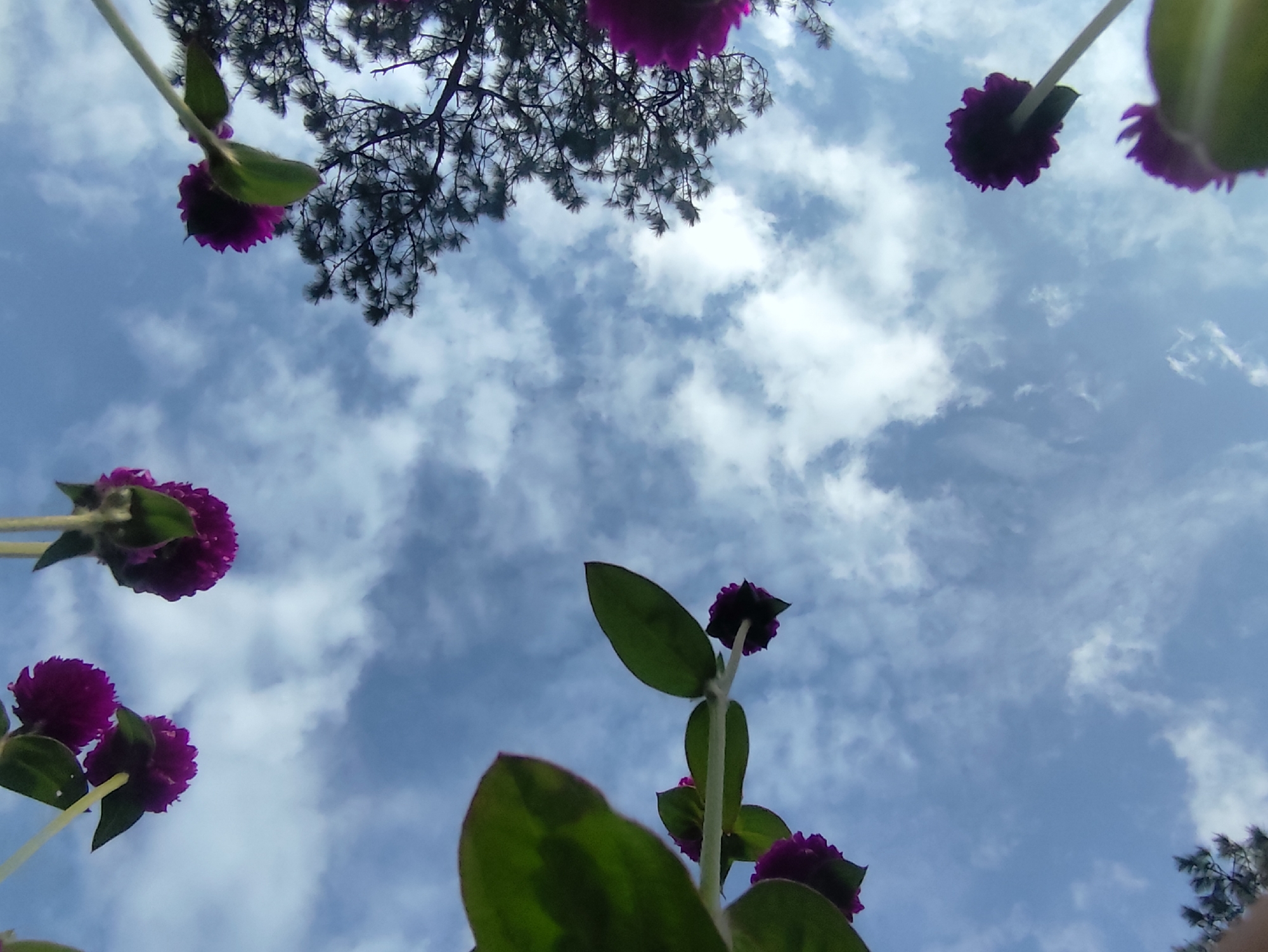 This is an extreme low-angle shot looking up at purple globe amaranth flowers and pine tree branches against a cloudy blue sky. The scene appears to be in Da Lat, Vietnam, a city known for its temperate climate and abundant flora. Several flowers are in focus in the foreground, with their spherical purple blooms prominently displayed. Pine needles and branches are visible in the upper portion of the frame, suggesting the flowers are growing near or under pine trees. The image captures a natural outdoor setting.