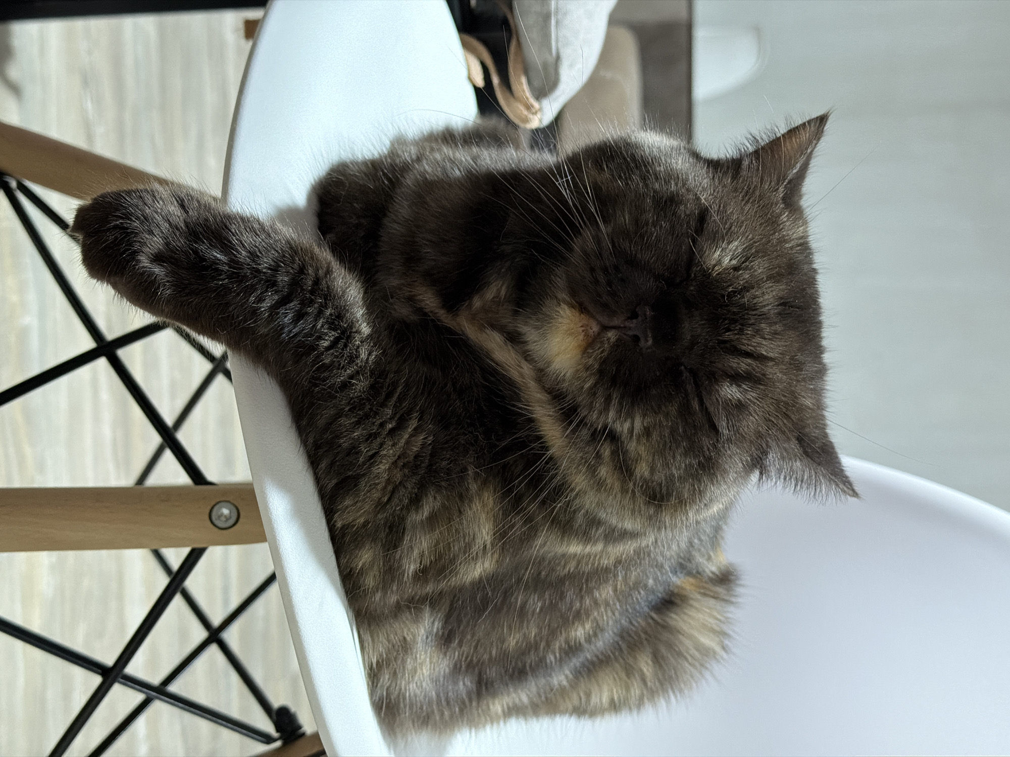A fluffy, gray and brown tabby cat is sleeping in a white chair with a wooden and black metal frame. The cat is curled up with its left paw extending over the edge of the chair. The location, Chaikovsky, Russia, is not discernible from the image.