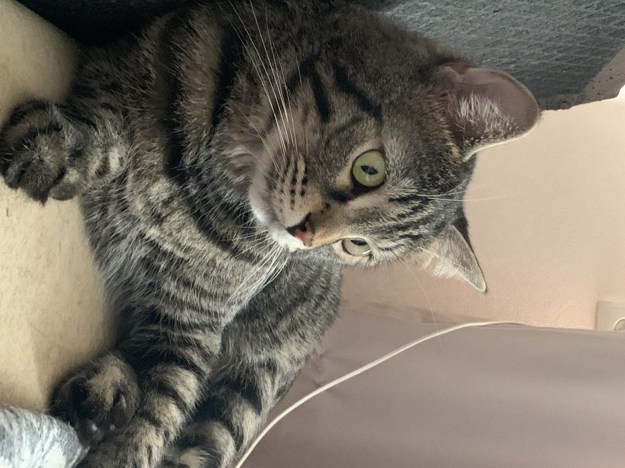 The image depicts a tabby cat with green eyes, resting on a light-colored surface. The cat is facing to the right, with its body partially visible. Behind the cat, a textured gray surface is seen on the left, and a pink wall with a curtain on the right. The scene appears to be indoors, likely within a domestic setting. There is no information in the image to suggest the location in Stavropol, Russia.