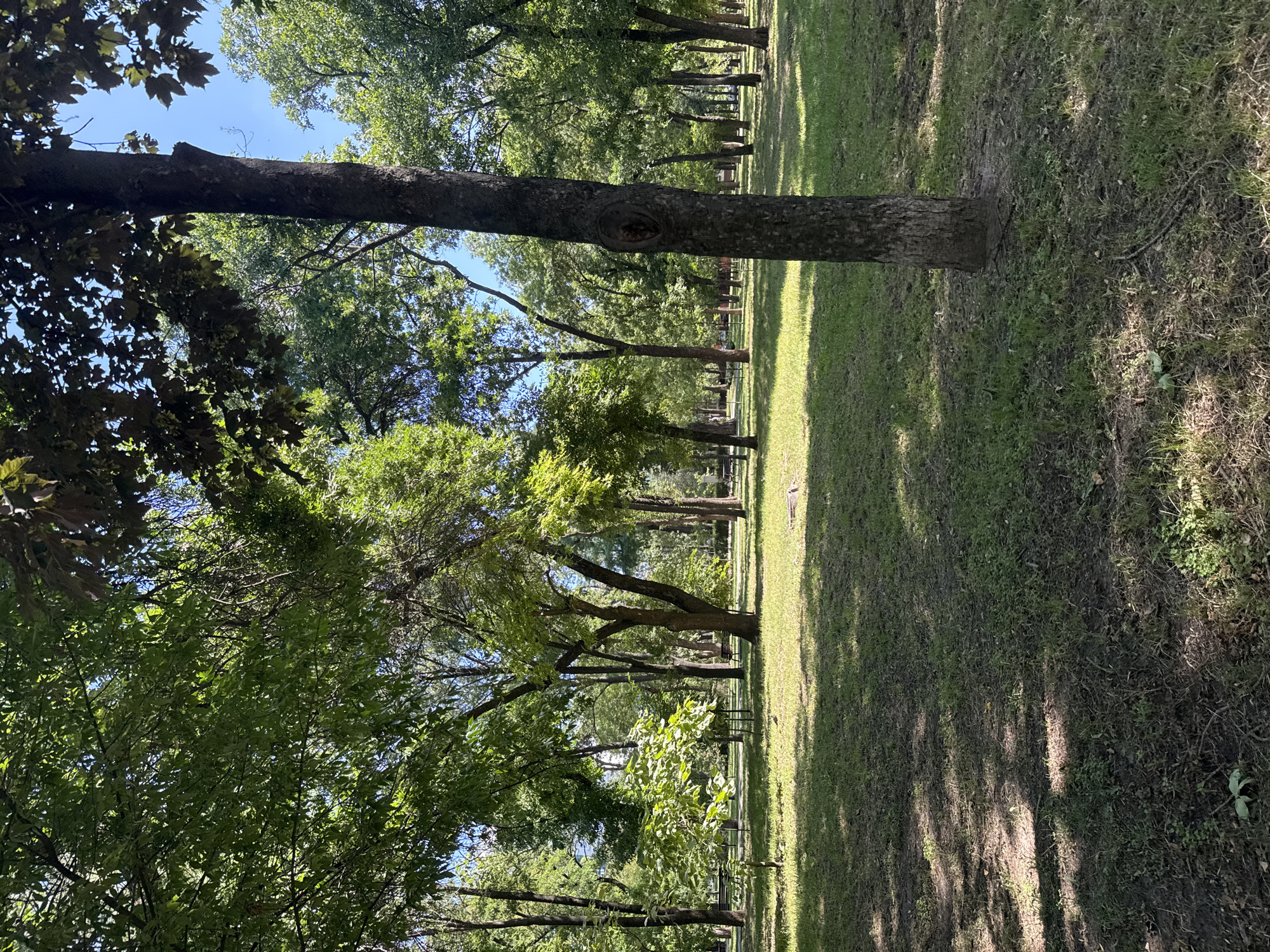 This is a vertical, outdoor photograph taken in a park on a sunny day. The foreground is dominated by a large tree trunk on the right side of the image, with a rough, dark brown bark. The ground is covered in green grass, with patches of dry dirt and fallen leaves. Sunlight filters through the canopy of trees, creating dappled shadows on the grass.
In the midground, there is a clearing with more trees, some with dark trunks and others with lighter bark. Several park benches are visible in the distance, some appearing dark and others lighter in color. The overall impression is of a peaceful, green urban park setting. The image was taken in the city of Zaporizhzhia, Ukraine, based on its geolocation. There are no people or animals visible in the image.