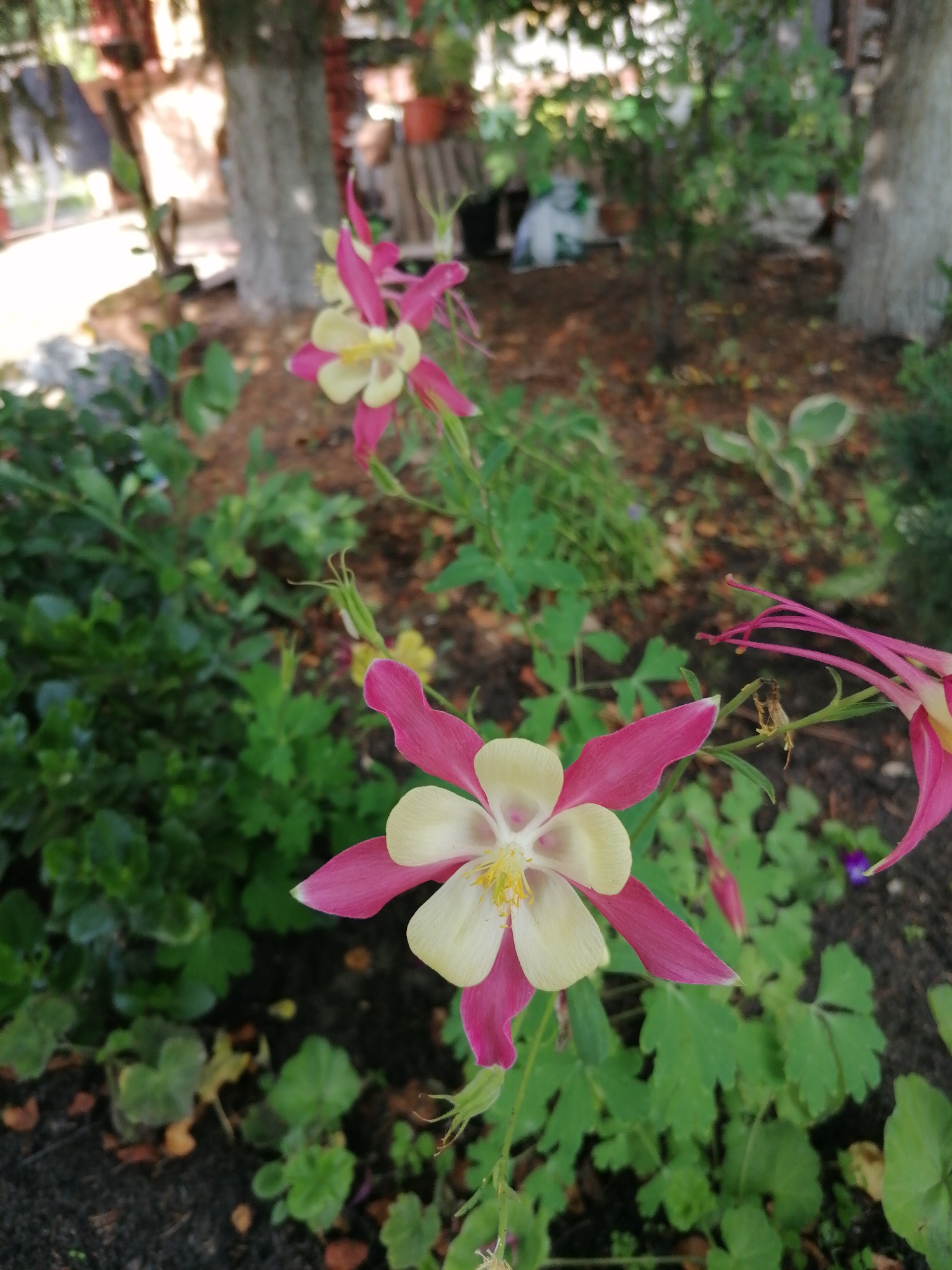 In the foreground of the image, two pink and cream columbine flowers are in focus. The flower on the left is viewed from the side, showing its pink outer petals and cream inner petals with yellow stamens. The flower on the right is more fully open, with its delicate pink spurs extending backward. Green foliage and dark soil form the background, with glimpses of trees and other garden elements further in the distance. The scene appears to be an outdoor garden setting. The location is specified as Мыльниково, Russia.
