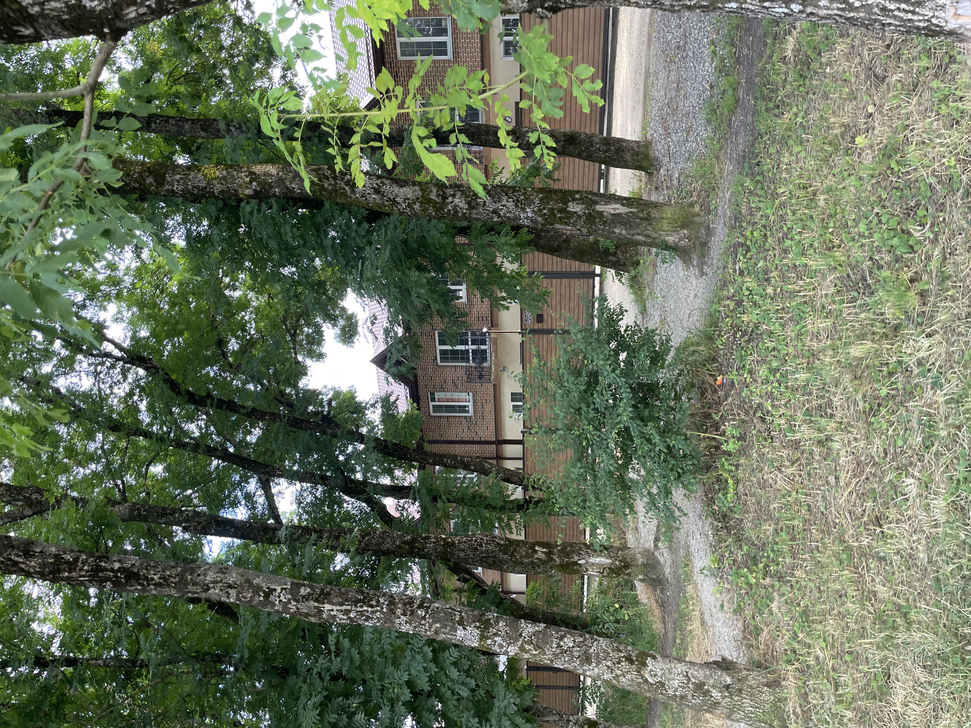 The image depicts a multi-story brick building with a brown roof and several windows. A wooden fence is visible in front of the building. The foreground is dominated by a cluster of trees with rough bark, interspersed with green foliage. A gravel pathway winds through the scene. The ground is covered with dry grass and some green vegetation. The overall setting appears to be a residential area.
