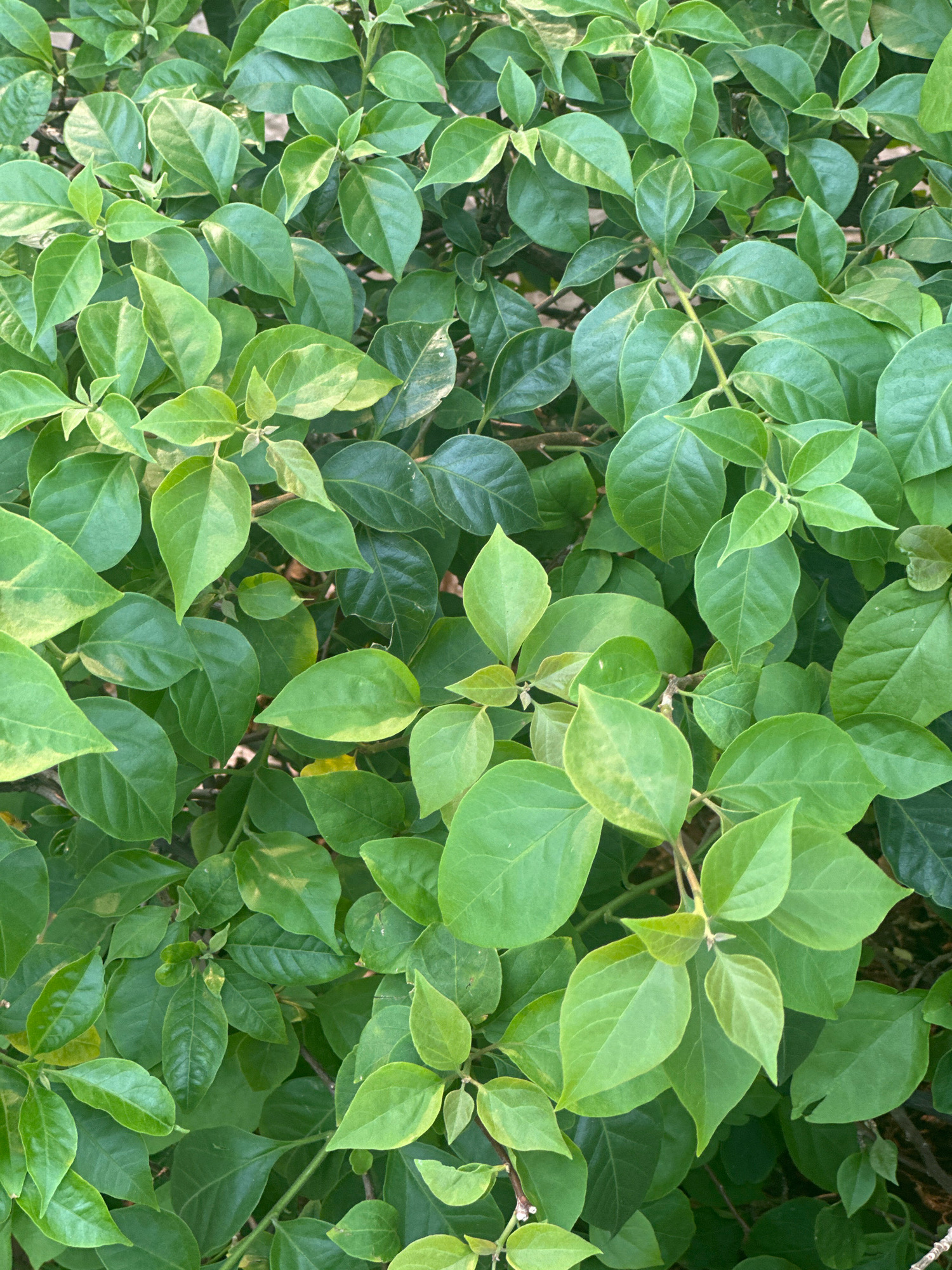 The image is a close-up, high-angle shot of a dense cluster of green leaves and branches. The foliage appears to be from a plant like bougainvillea, characterized by its ovate leaves and intricate branching structure. The lighting suggests it was taken outdoors during daylight, with some leaves showing a slight sheen, indicating they are healthy and well-hydrated. The background is obscured by the leaves, creating a visually rich texture. No people or discernable man-made objects are present in the frame. The scene is natural and depicts a portion of a plant in an outdoor setting. The image does not contain specific visual cues to pinpoint its location to the city of South Jakarta, Indonesia, or any specific urban environment.