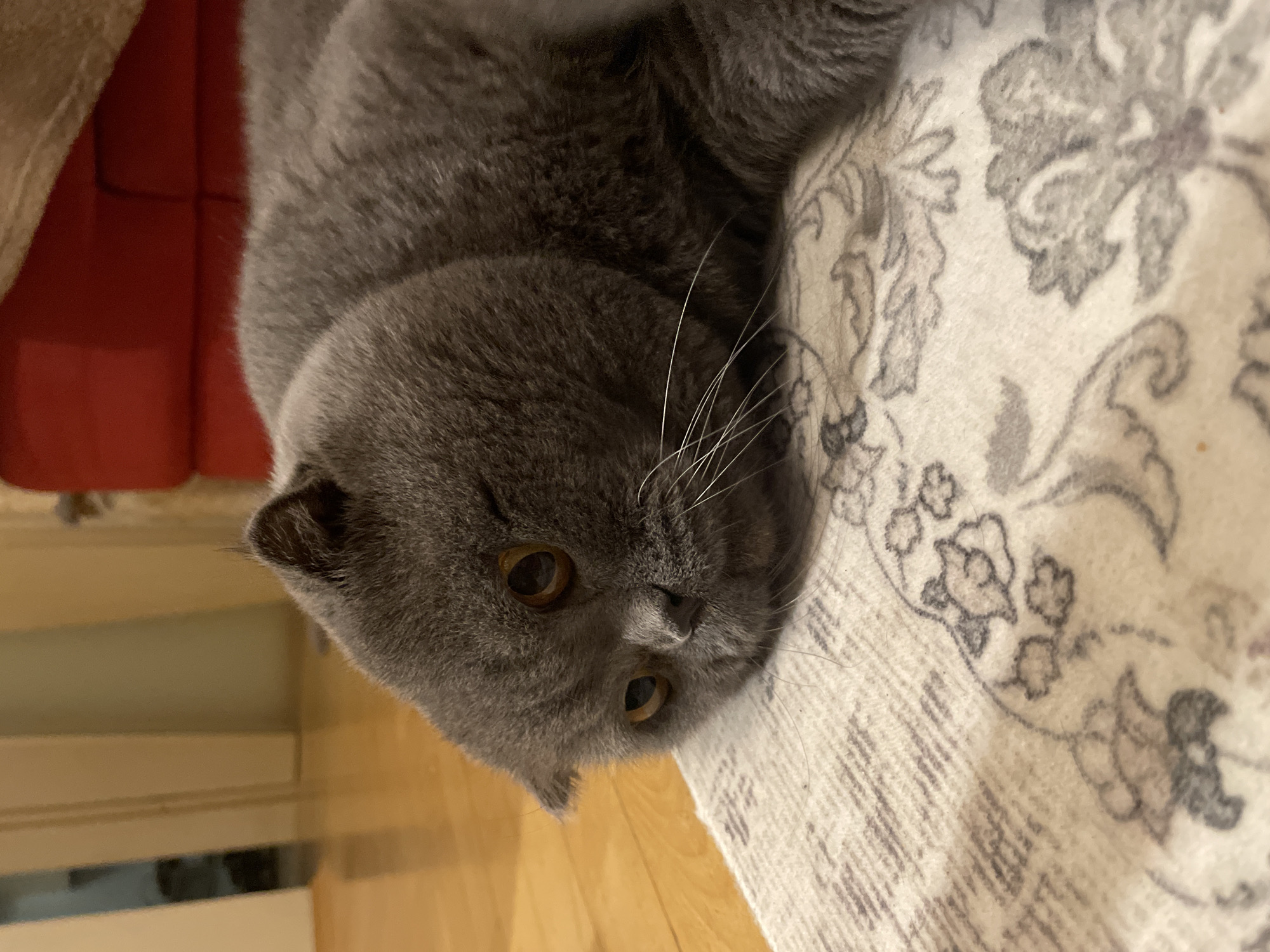 A gray-furred Scottish Fold cat lies horizontally on a light-colored patterned rug, facing the viewer with its head resting on the rug surface. Its amber-colored right eye is open, while its left eye is partially closed or squinted. The cat's folded ears are visible, and white whiskers extend from its muzzle. The rug features a repeating pattern of gray and taupe ornamental motifs. Behind the cat's head, light-toned wooden floorboards are visible. In the upper left background, a white door frame leads to a dimly lit interior. The upper right background shows a blurred section of red upholstered furniture, possibly a sofa or chair, with a lighter, indistinct object above it. The scene is illuminated by ambient indoor light, located in the city of Unknown, Unknown.