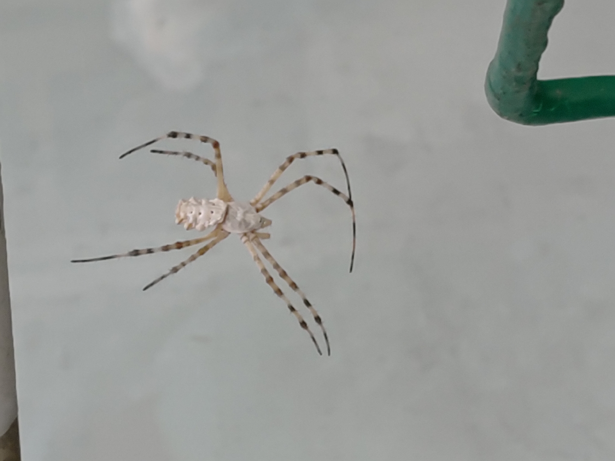 A light-colored spider with banded legs is suspended from an unseen thread against a pale, textured background. The spider's abdomen is ornate and textured, appearing off-white with some darker markings. Its legs are long and slender, exhibiting distinct brown and white bands. The spider is positioned in the center of the frame, with its legs spread outwards and downwards. In the lower right corner, a portion of a green, metallic railing is visible, indicating an outdoor setting. The background is blurred and appears to be a wall or a structure. The image provides no specific information about the city of Saransk, Russia, or any human presence.