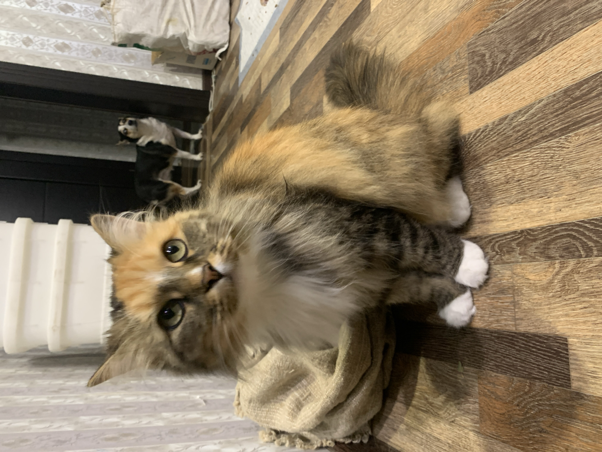 A calico cat is sitting on a wooden floor. The cat has long fur and white paws. Behind the cat, a small dog with black and white fur is standing near a doorway. The room appears to be a domestic interior with white stacked containers in the background and curtains on the right. The flooring is made of wood planks. The image was taken in Asha, Russia.