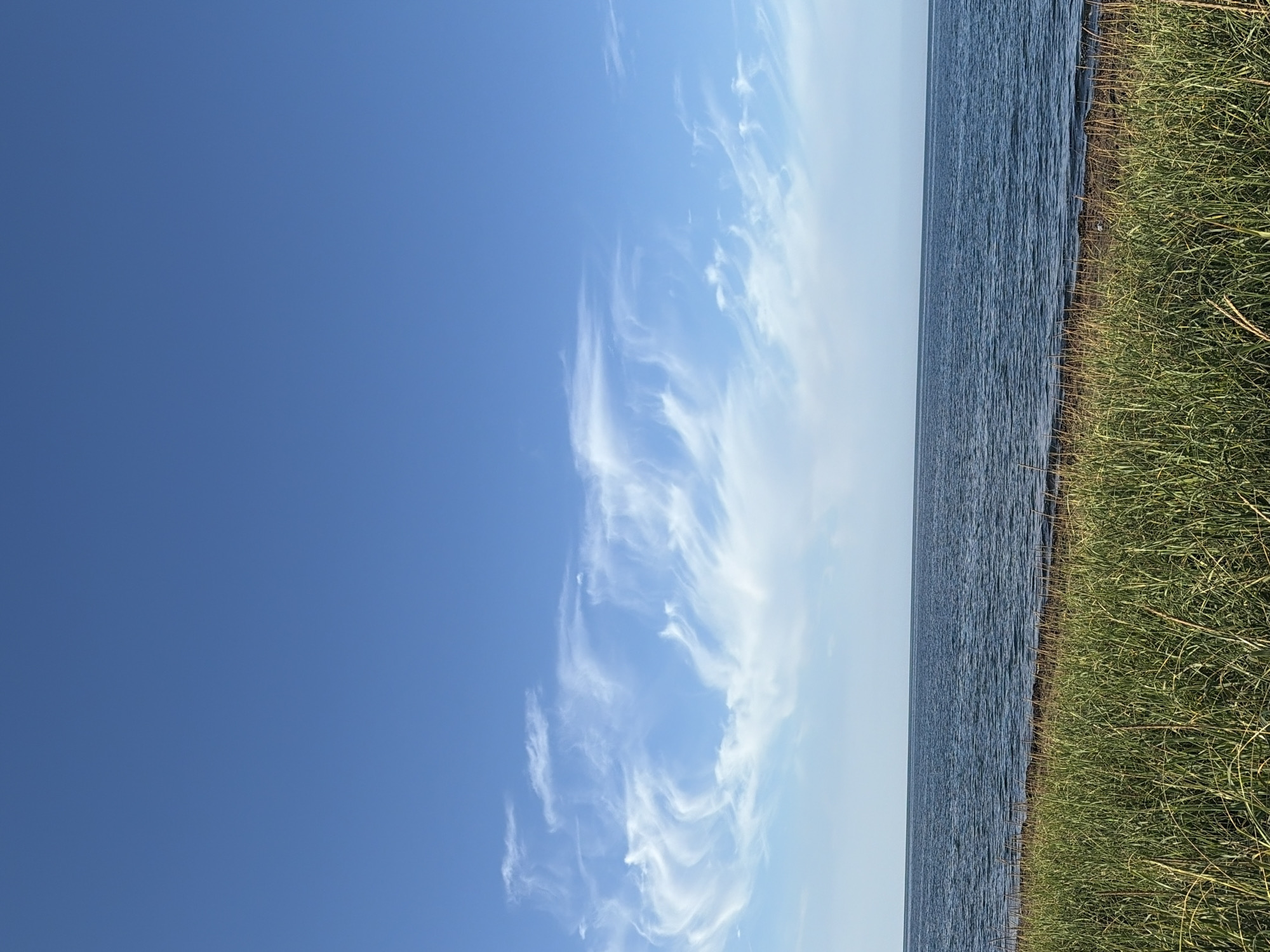 This is a vertical, eye-level, medium shot of a tranquil waterscape under a clear blue sky. In the foreground, tall green grass lines the edge of a body of water, which occupies the middle third of the image. The water is a deep blue, with a subtle rippling texture and a thin line of what appears to be seaweed or dark sand along the shoreline. The horizon line is sharp and separates the water from the vast expanse of sky. The sky is a brilliant, cloudless blue, with a few wispy white clouds scattered towards the middle of the frame. The scene is devoid of any people, man-made objects, or any discernible action. The overall impression is one of natural serenity and open space. The location is the city of Ozerskoe, Russia.