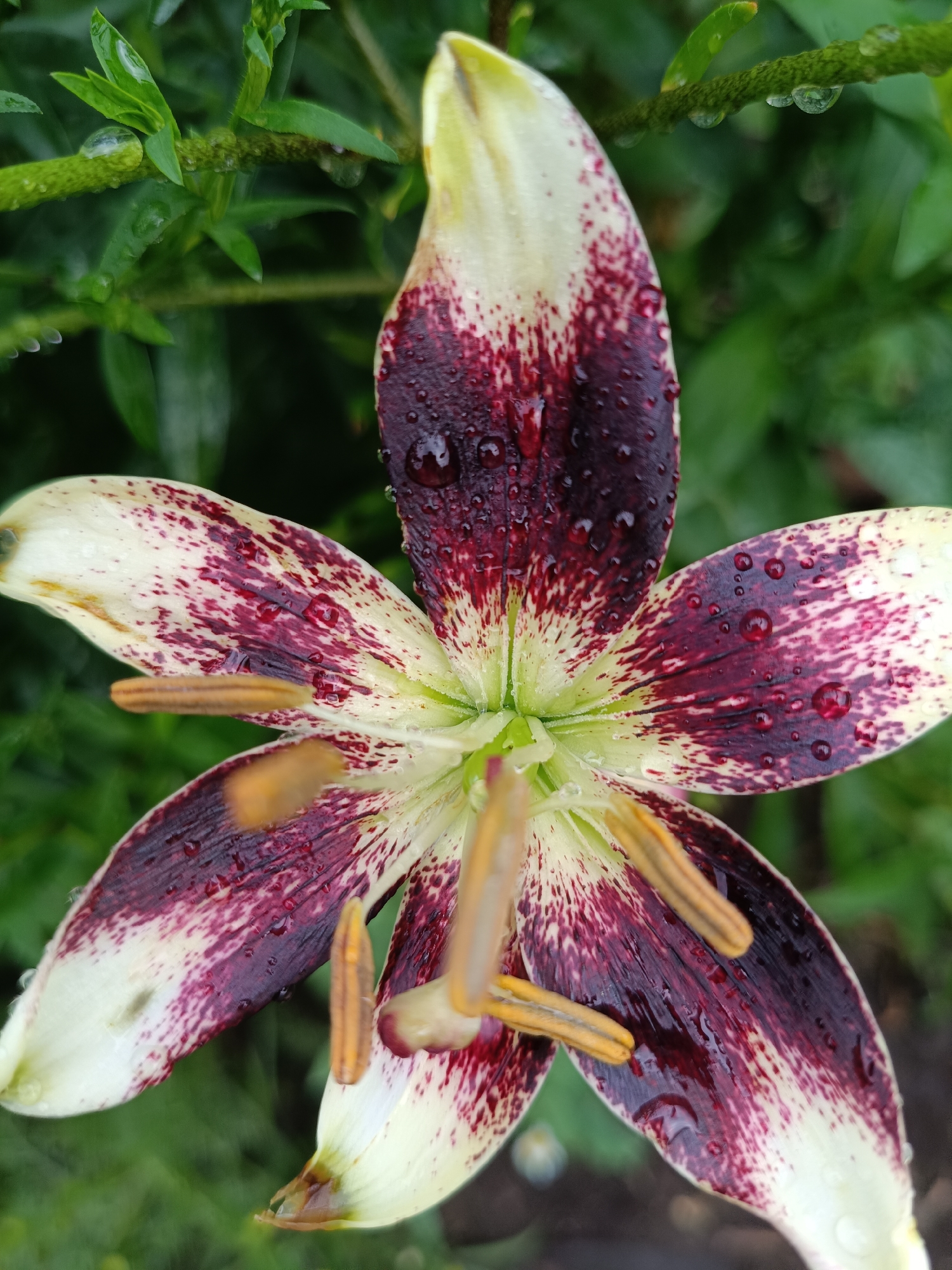 A close-up, eye-level, outdoor, vertical shot features a partially bloomed lily flower with cream-colored petals splashed with deep maroon speckles. Water droplets are visible on the petals and surrounding green foliage. The flower's yellow stamen are also visible. The background is a blur of dark green leaves. The image is a photograph taken in Nizhnekamenka, Russia.
