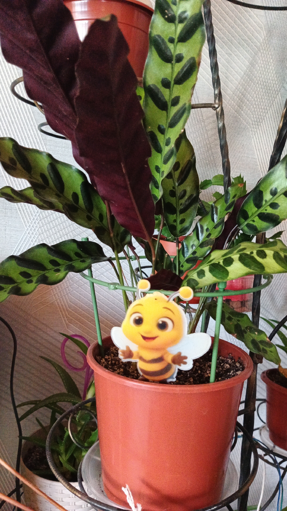 A close-up, eye-level shot captures a potted plant with decorative markings on its leaves, featuring a cartoon bee figurine placed in the soil. The plant's leaves are a vibrant green with darker green, oval-shaped spots. Some of the leaves are dark burgundy on their undersides. The terracotta pot is filled with dark soil, in which the bee figurine stands upright, its wings spread. The background is a textured, off-white wall, and the scene appears to be indoors. The image location is confirmed as Kryvyi Rih, Ukraine.