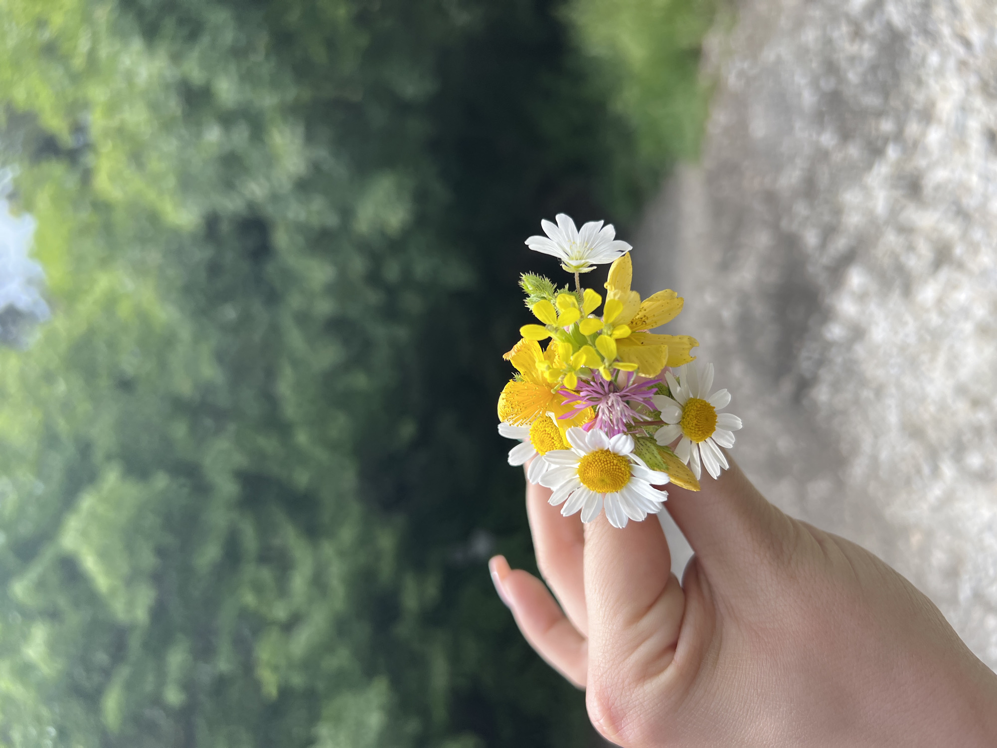 The image displays a fair-skinned hand holding a small, informally arranged bouquet of wildflowers against a vertically oriented, blurry outdoor background. The hand occupies the lower right portion of the frame, with visible fingers gently clasping the flower stems. The nails on the visible fingers appear neatly manicured.
The bouquet consists of several varieties of small flowers. Prominently featured are white daisies with bright yellow centers, yellow multi-petaled flowers, and a cluster of delicate purple or pinkish blossoms, interspersed with some green, spiky foliage. The flowers appear freshly picked.
The background is softly blurred, indicating a shallow depth of field focusing on the hand and flowers. To the left of the hand and flowers is an expanse of soft green, suggestive of dense foliage or trees. To the right, and behind the hand, is a lighter, textured, off-white or light gray blurry surface, which could be a rock face, cliff, or a wall.
The image is captured in bright daylight, implying pleasant outdoor weather. No text is visible. The scene evokes a sense of nature and simplicity. The location context is Lyaskovo, Bulgaria.