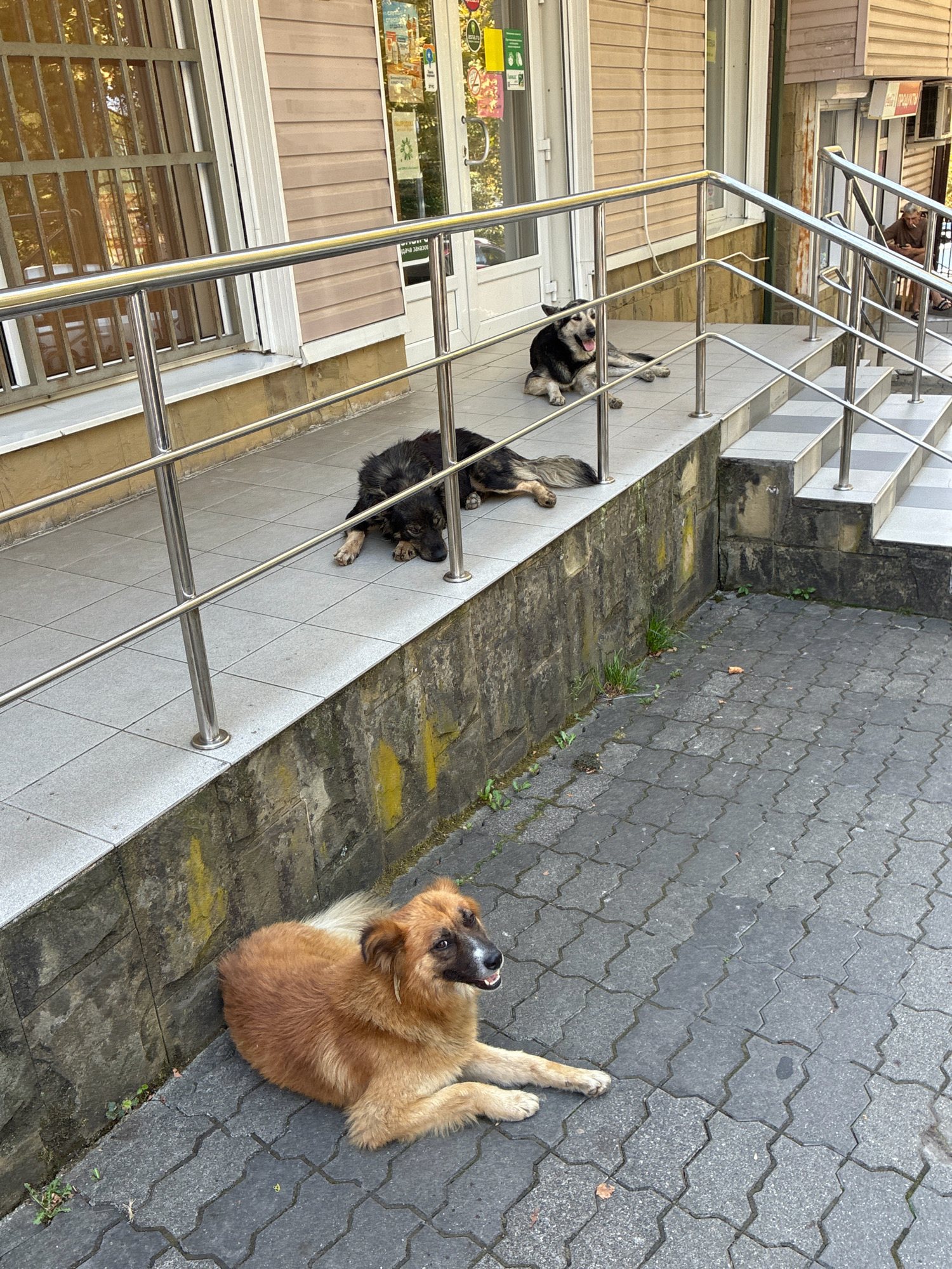 Three stray dogs are lying on a tiled walkway and steps outside a building with beige siding and a metal railing. The dog closest to the camera is a fluffy, light brown dog lying on the paved ground, looking to the right. Further up the walkway, a large black and tan dog is lying down with its tongue hanging out. Another black dog is lying down further up on the steps. A person can be seen in the background sitting on the steps, smoking. The scene appears to be in an urban environment in Sochi, Russia.