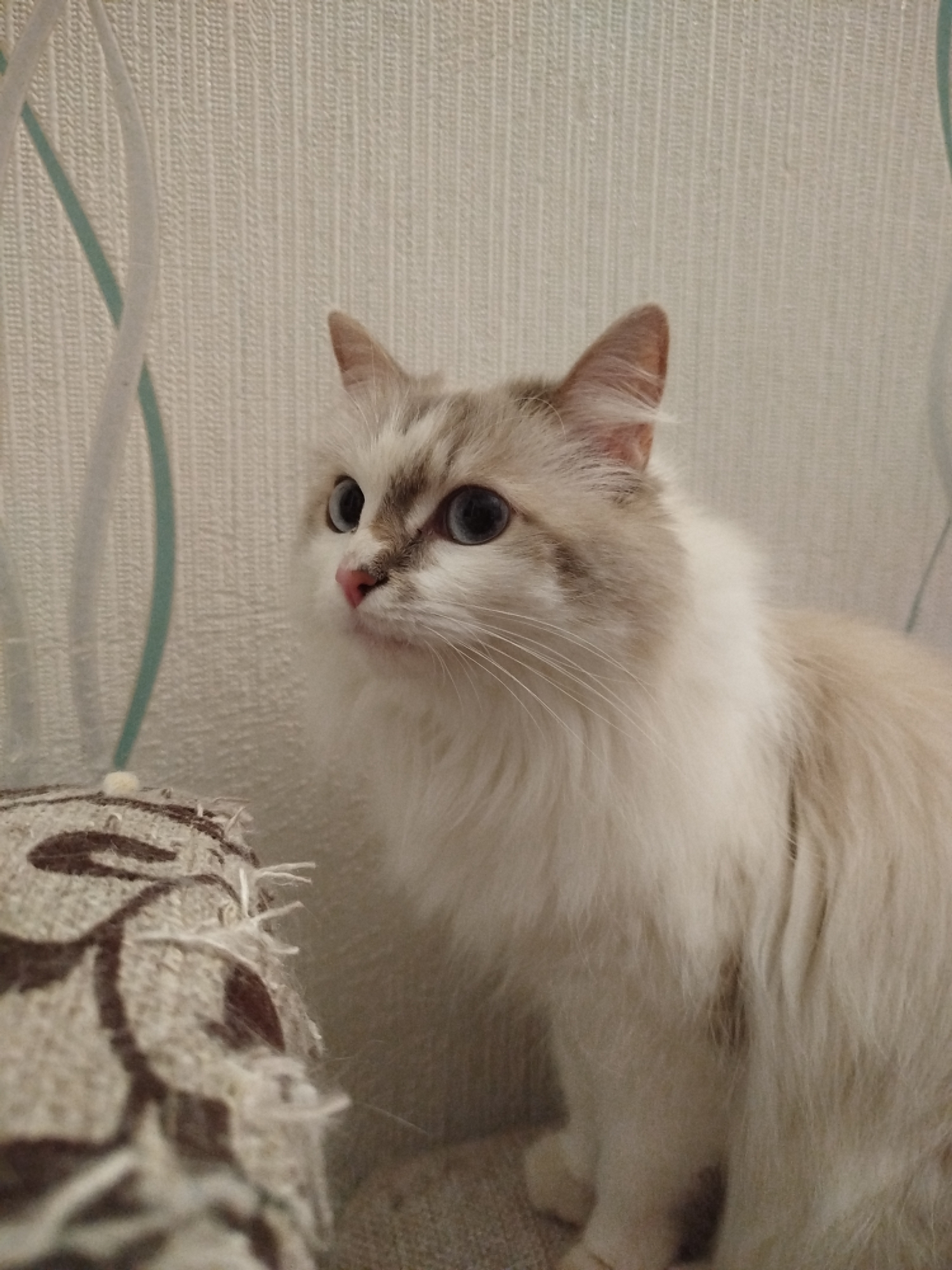 A medium, eye-level shot depicts a long-haired cat with cream and brown markings. The cat has bright blue eyes, a pink nose, and appears to be looking upwards and to the left. The cat is sitting or standing near the edge of a patterned cushion with frayed edges. The background consists of a textured, off-white wall with a faint, vertical, teal-colored swirl design. The location is Unknown, Unknown.