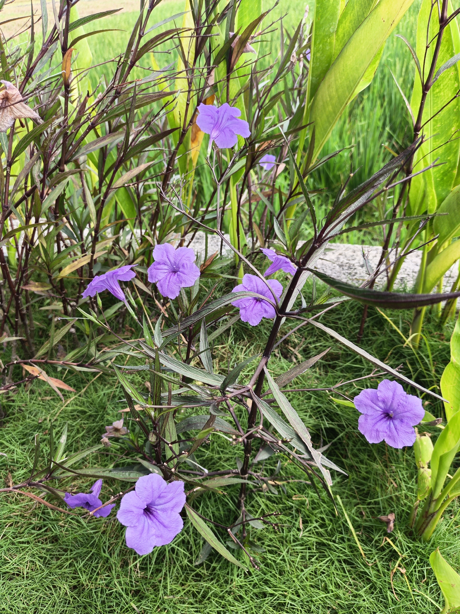 The image depicts a cluster of purple Ruellia flowers blooming amidst lush green grass and tall green foliage. The flowers are vibrant and in various stages of bloom, with some fully open and others still budding. The stems of the flowers are dark and slender, contrasting with the delicate petals. The background consists of blurred green vegetation, suggesting an outdoor setting. The scene is natural and serene, showcasing the beauty of these wildflowers in what appears to be a garden or park. The image was taken at the Alun-Alun Klaten, a public square in the city of Klaten, Indonesia, which is a popular spot for locals to relax and enjoy the outdoors.