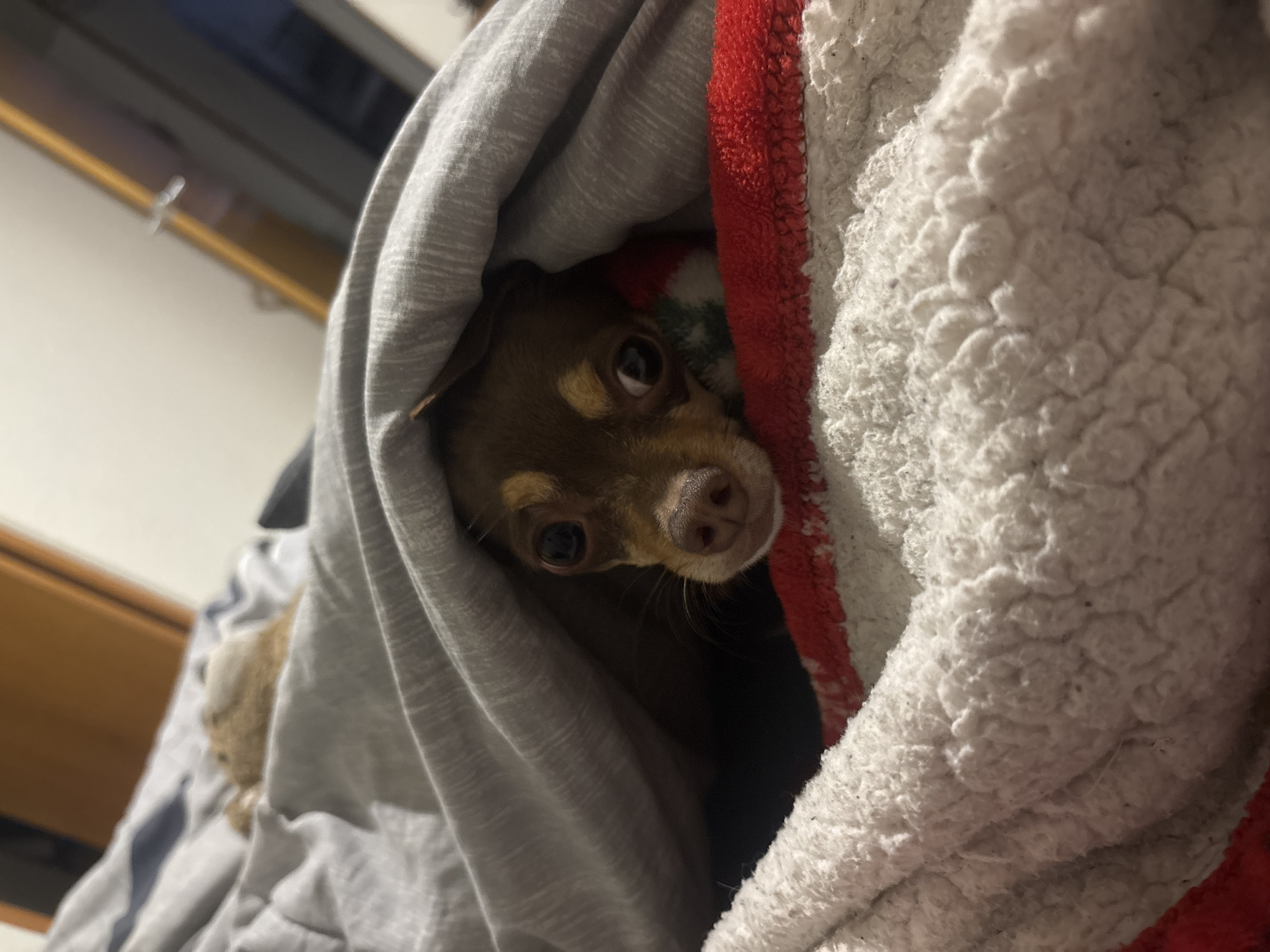 A small brown dog is partially concealed under a gray blanket and a white sherpa-lined blanket with a red edge. The dog is looking directly at the viewer with alert eyes. The environment appears to be indoors. A dresser and television are partially visible in the background. No information indicates the location is in Puebla, Mexico.