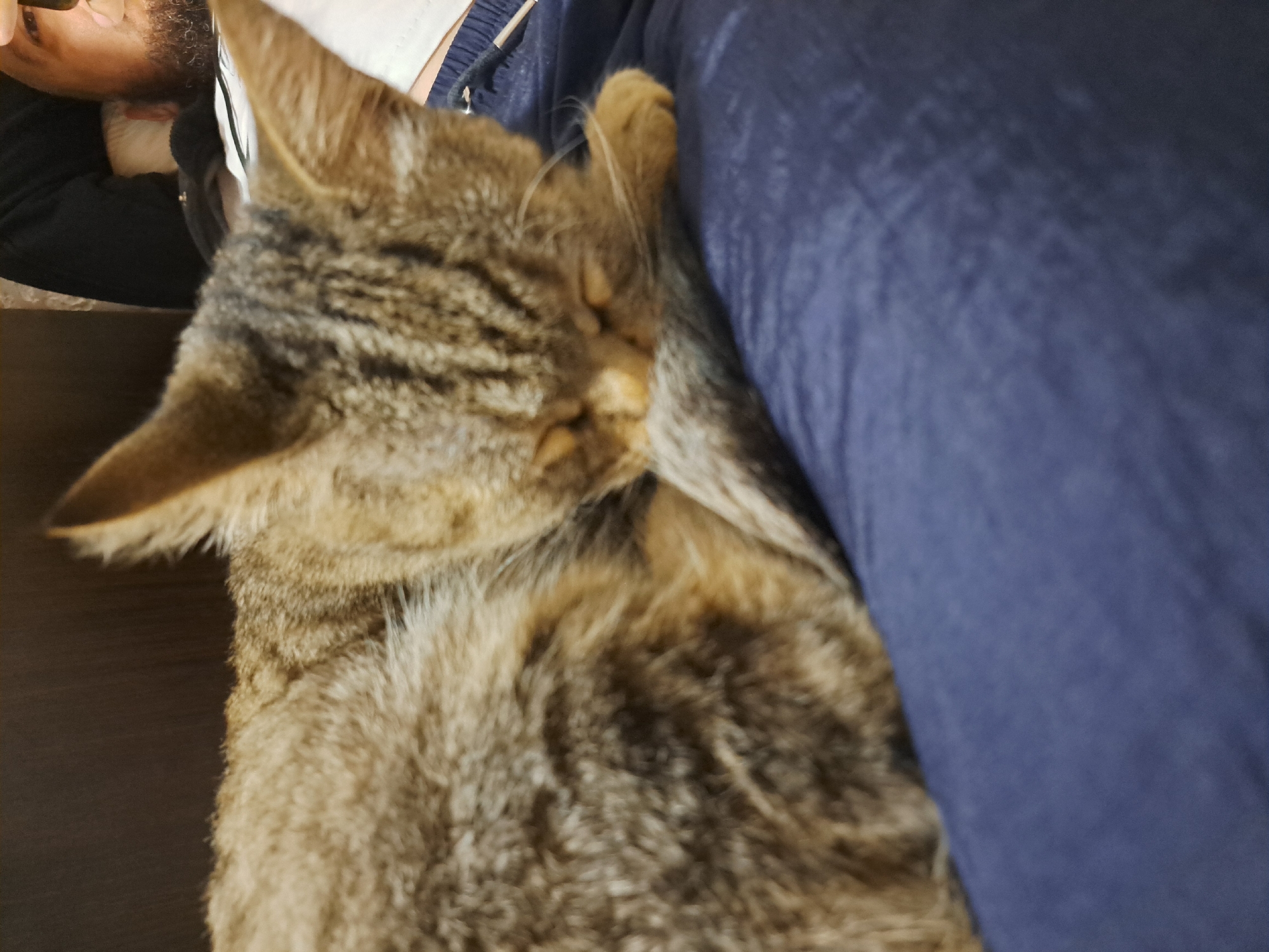 A close-up shot shows a tabby cat curled up asleep on a person's lap in Vypasne, Ukraine. The cat's head is tucked into its body, and its eyes are closed. The person's dark blue sweatpants are visible beneath the cat, and a portion of the person's face, including a beard and eye, can be seen in the upper right corner of the frame. The background is out of focus and appears to be a dark wooden surface.