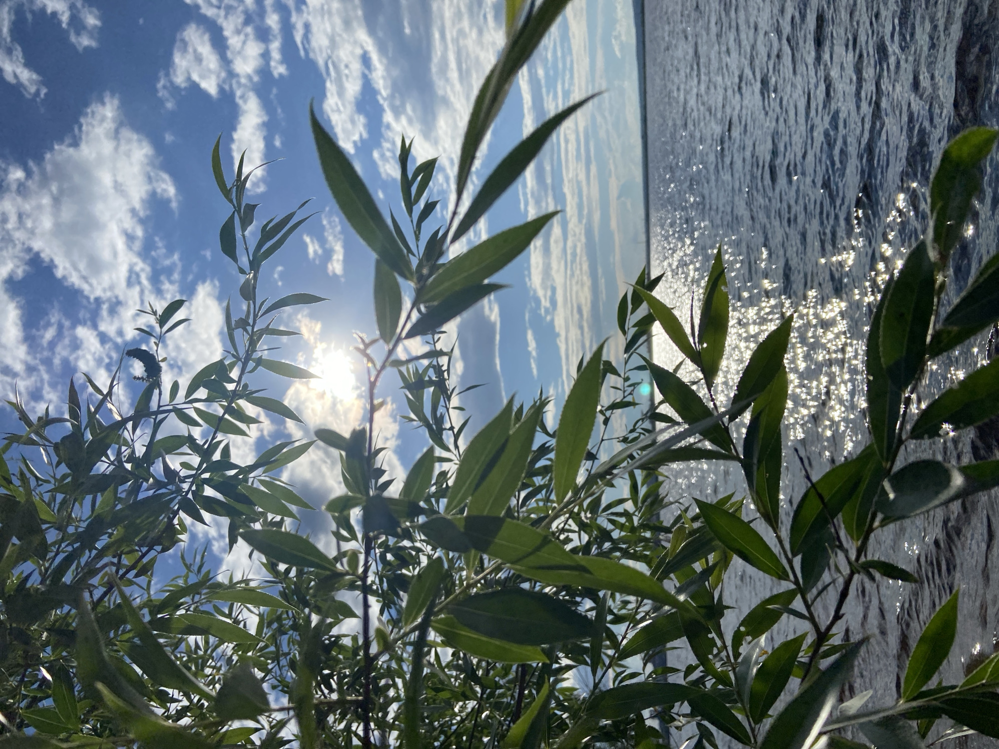 The image is a low-angle, vertical shot of lush green foliage against a bright blue sky filled with wispy white clouds. Sunlight filters through the leaves, creating lens flares and dappled light. To the right of the foliage, a body of water shimmers with sunlight reflecting off its surface, suggesting it's a calm day. The overall scene evokes a feeling of tranquility and natural beauty, possibly depicting a lakeside or riverside setting in Chaikovsky, Russia. The time of day appears to be late morning or early afternoon, given the bright sunlight and the angle of its rays. There are no people, objects, or visible text in the image.
