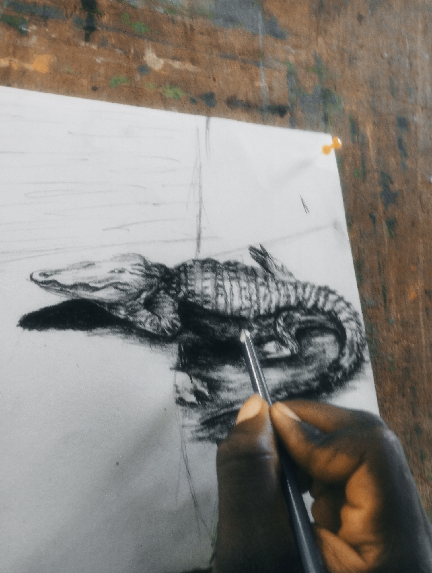 This media file shows a close-up, high-angle shot of a person's hand holding a charcoal pencil and drawing an alligator on a white sheet of paper. The drawing is in its early stages, with the alligator's form and texture being rendered with charcoal. The paper is pinned to a wooden surface, possibly an artist's easel or workbench, which is stained with various colors, suggesting it's a workspace. The background is a blurred wooden surface, with some splotches of paint in green, brown, and yellow. The lighting appears to be natural and diffused, casting soft shadows. The focus is on the drawing and the artist's hand, creating an intimate view of the creative process. The overall mood is focused and artistic, highlighting the detail and care being put into the drawing. There is no visible text in the media file.