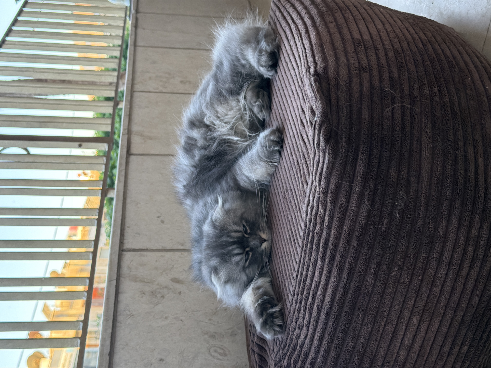 A long-haired gray cat is lying on its side on a brown, corduroy ottoman. The cat's head is resting on its paws, and its eyes are closed. The cat appears to be sleeping or resting. The background of the image shows a wall with a railing and buildings in the distance. The scene is set outdoors, likely on a balcony or patio, given the presence of the railing and the view of distant buildings, which are consistent with the urban environment of Sarouja Municipality, Syria.