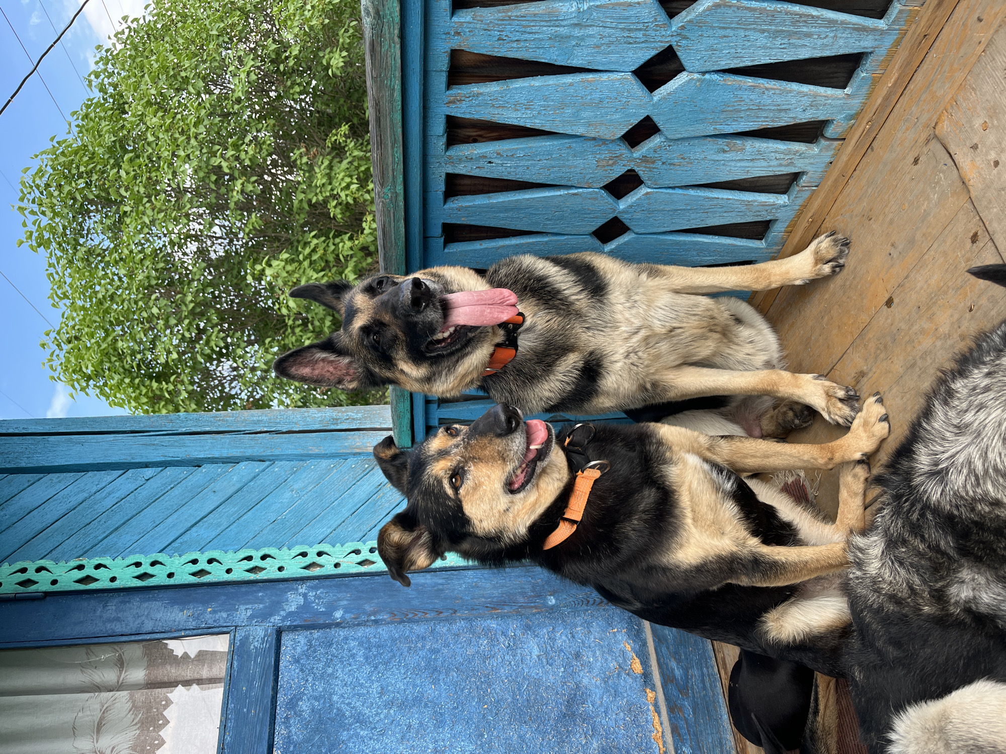 Two dogs, one a German Shepherd with its tongue out, and another mixed-breed dog, are sitting on a wooden porch. The porch is painted bright blue and has decorative carved wooden railings. Behind the dogs, a green tree with lush foliage is visible against a cloudy blue sky. The scene appears to be located in Nizhny Tagil, Russia, likely in a residential area with traditional wooden architecture. Another dog, mostly obscured by the two in the foreground, is lying down on the porch.