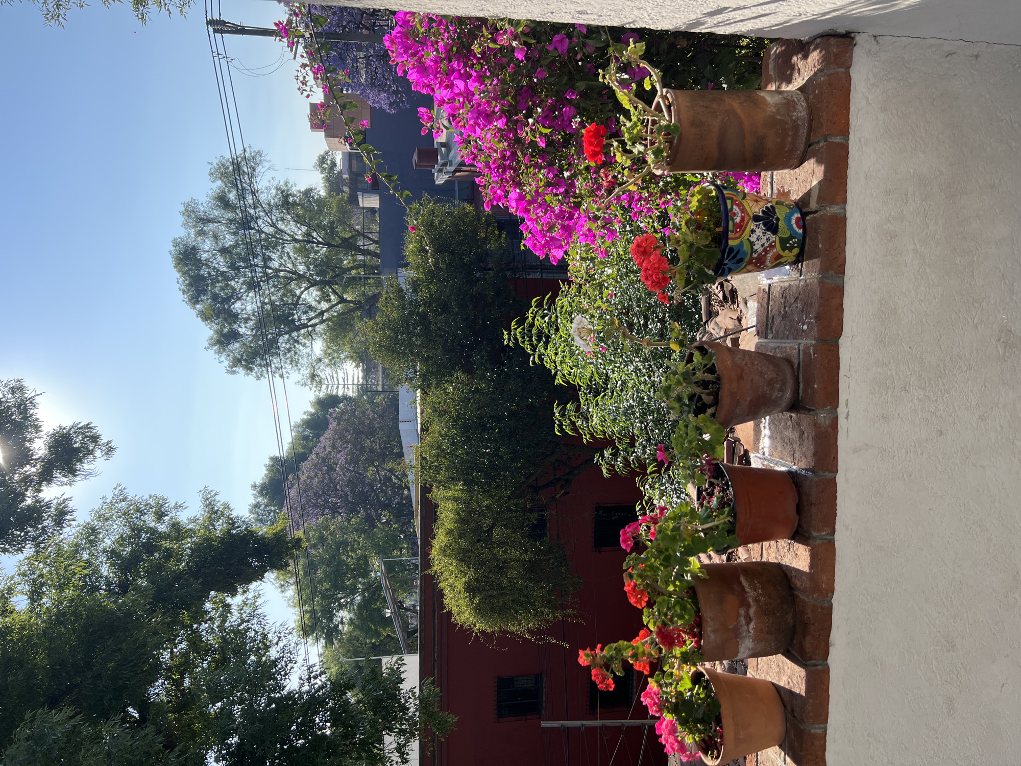 The image depicts a garden scene in Mexico City, Mexico. Clay pots line a brick wall, filled with vibrant flowers, including bougainvillea and geraniums. In the background, trees and buildings are visible under a clear sky. Power lines run overhead. The scene suggests a residential neighborhood with lush greenery.